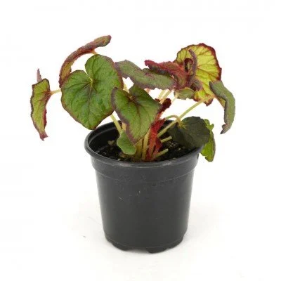 begonia_curly_fireflush_4in_(1)_400x400.jpg