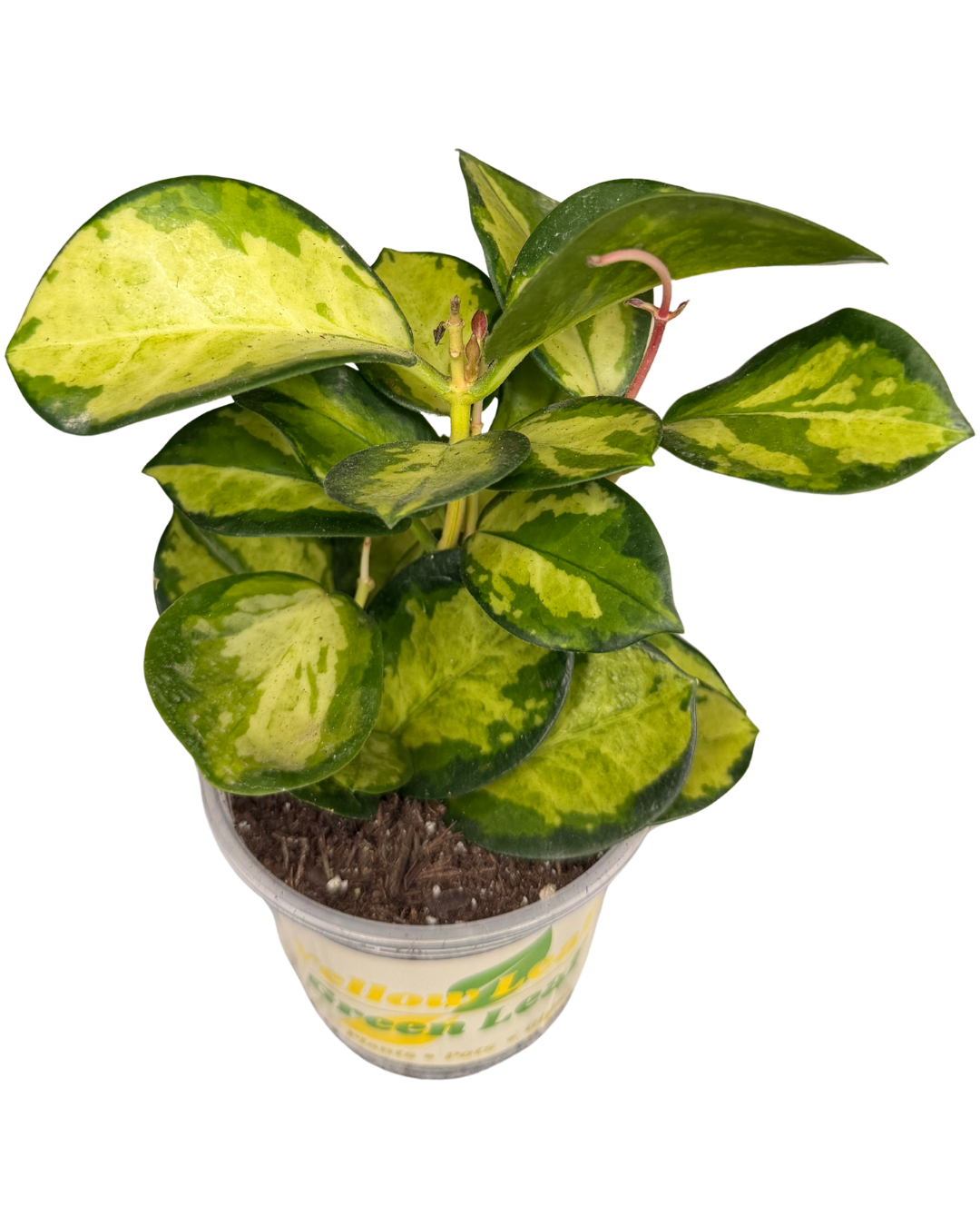 Hoya Australis 1.png