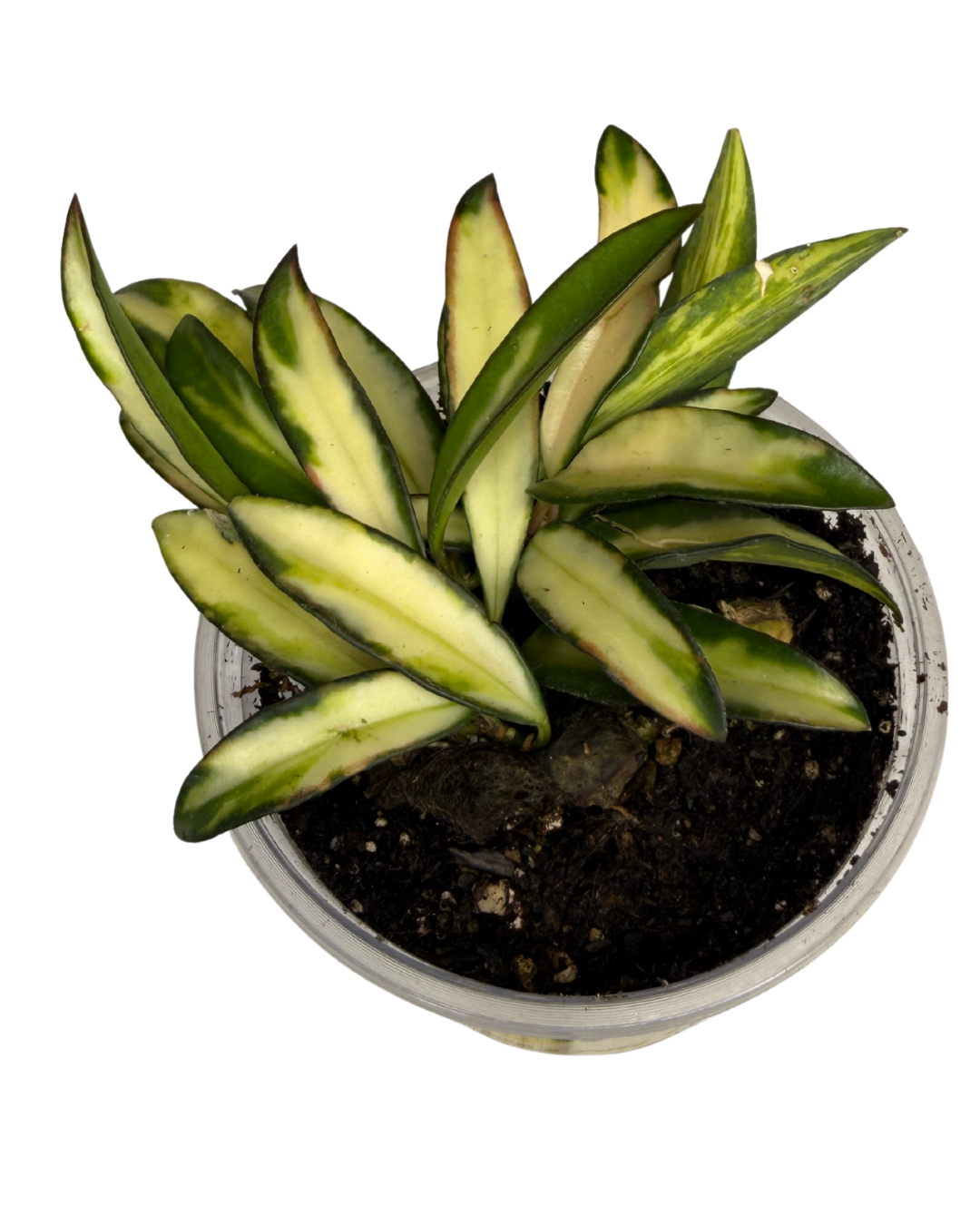 Hoya Wayetii 1.png