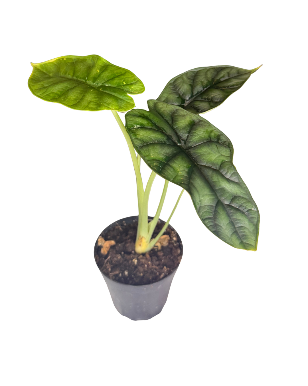 Alocasia baginda 'Dragon Scale'