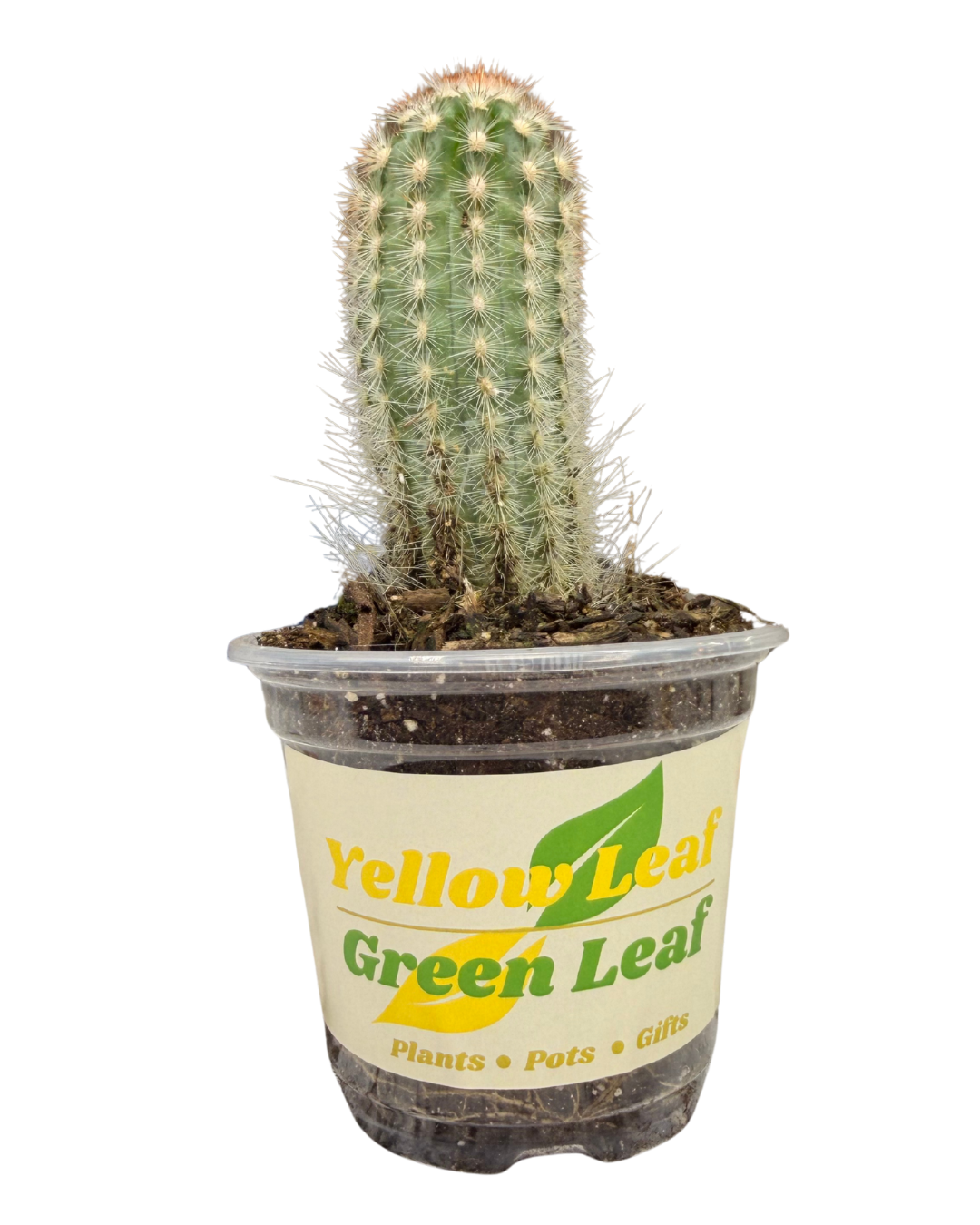 Silver Ball Cactus 1.png
