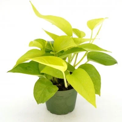 Pothos_Neon_4in_(1)_400x400.jpg