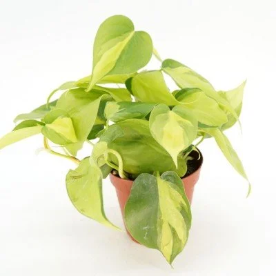 Philodendron_Brasil_4in_400x400.jpg