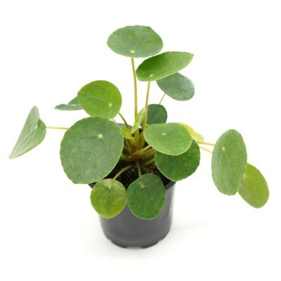 Pilea_peperomioides_4in_(1)_400x400.jpg