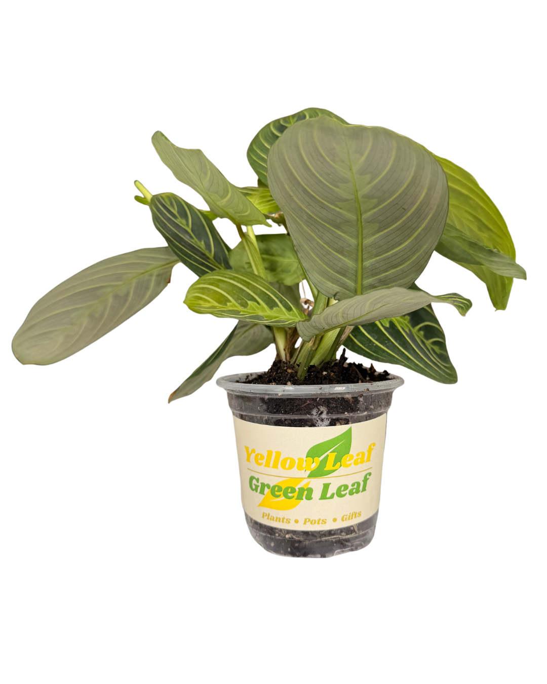 LL Prayer Plant 2.png