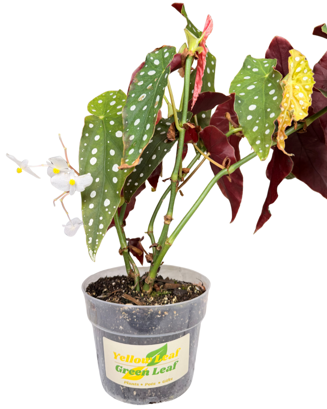 Begonia Maculata