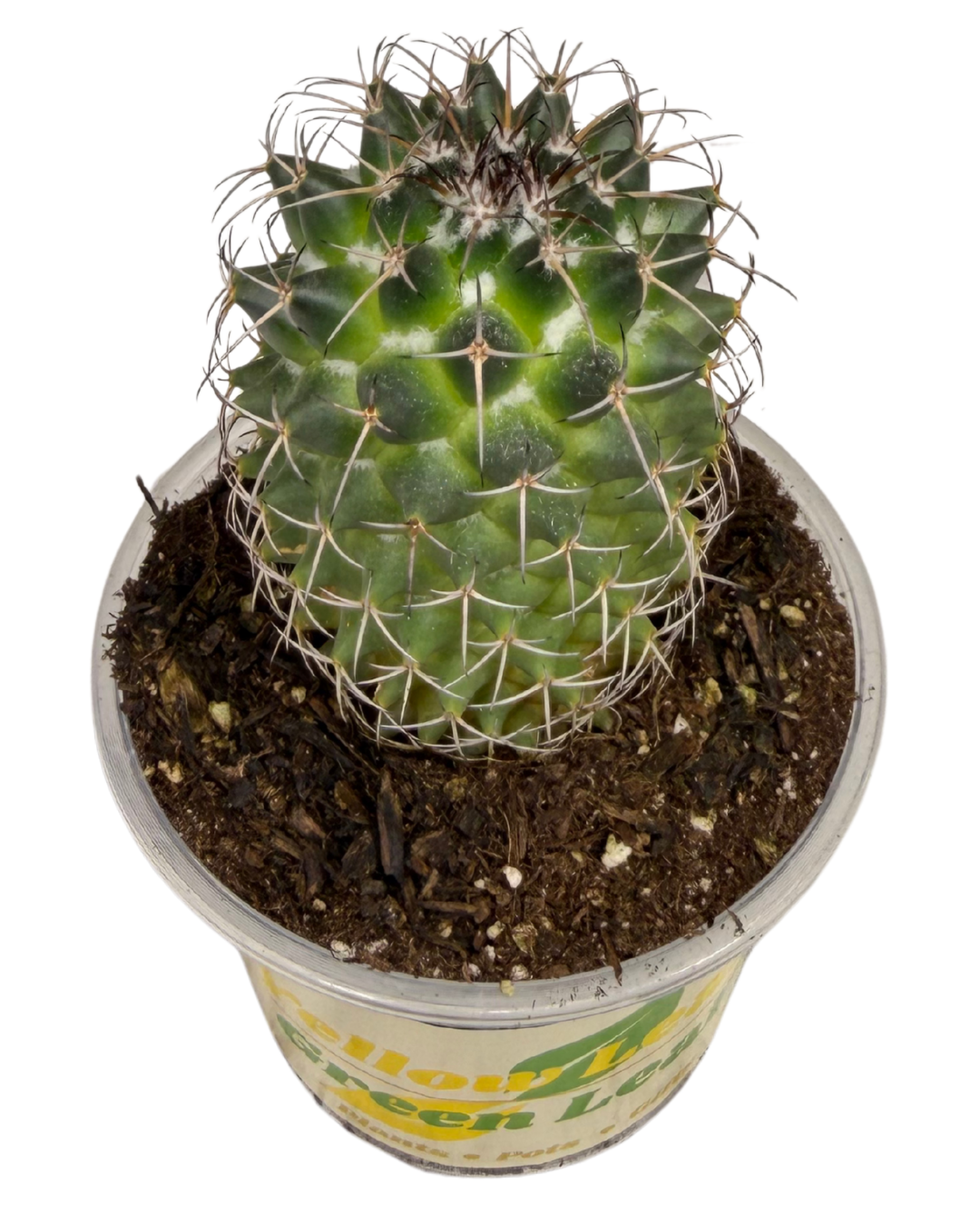 Mother of Hundreds Cactus 2.png