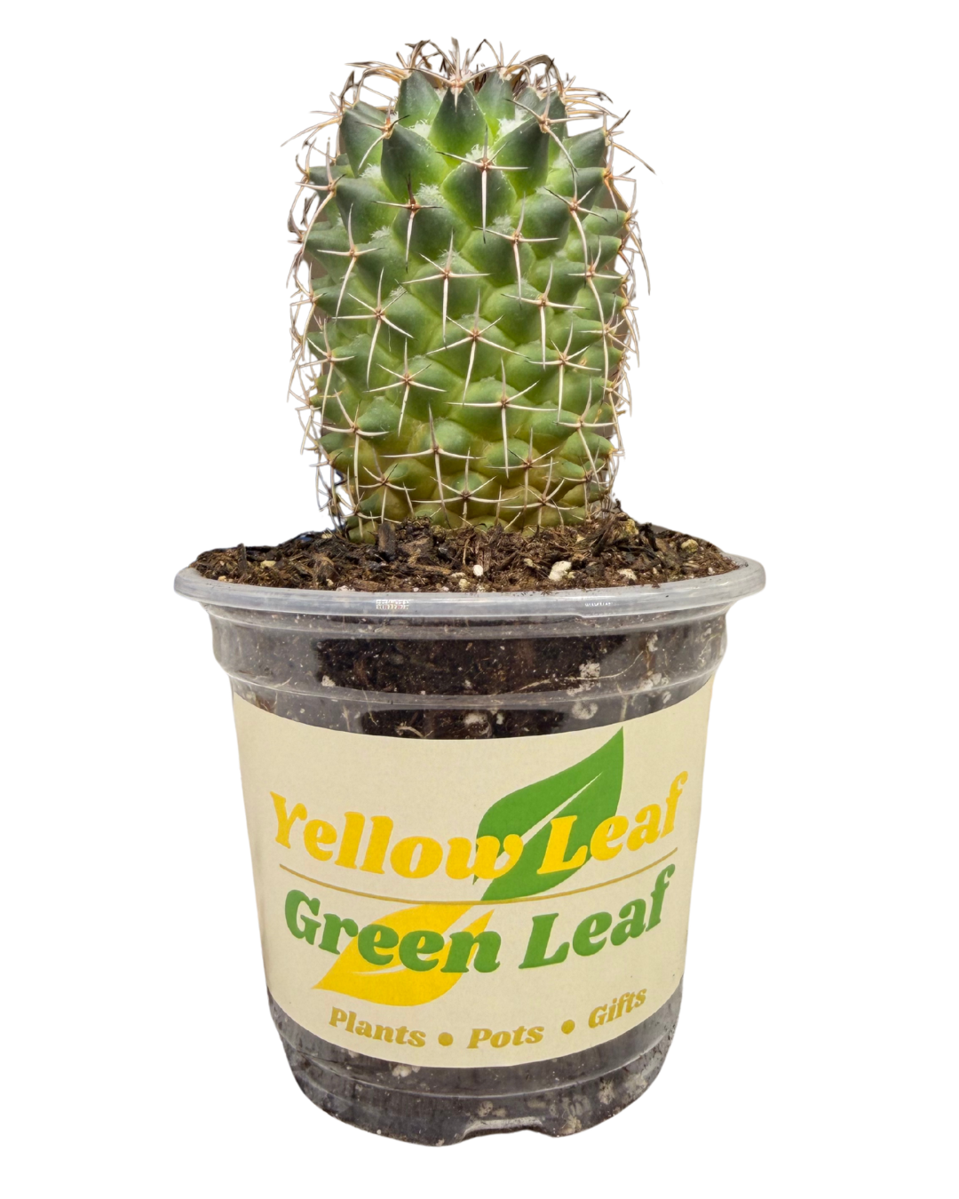 Mother of Hundreds Cactus 1.png