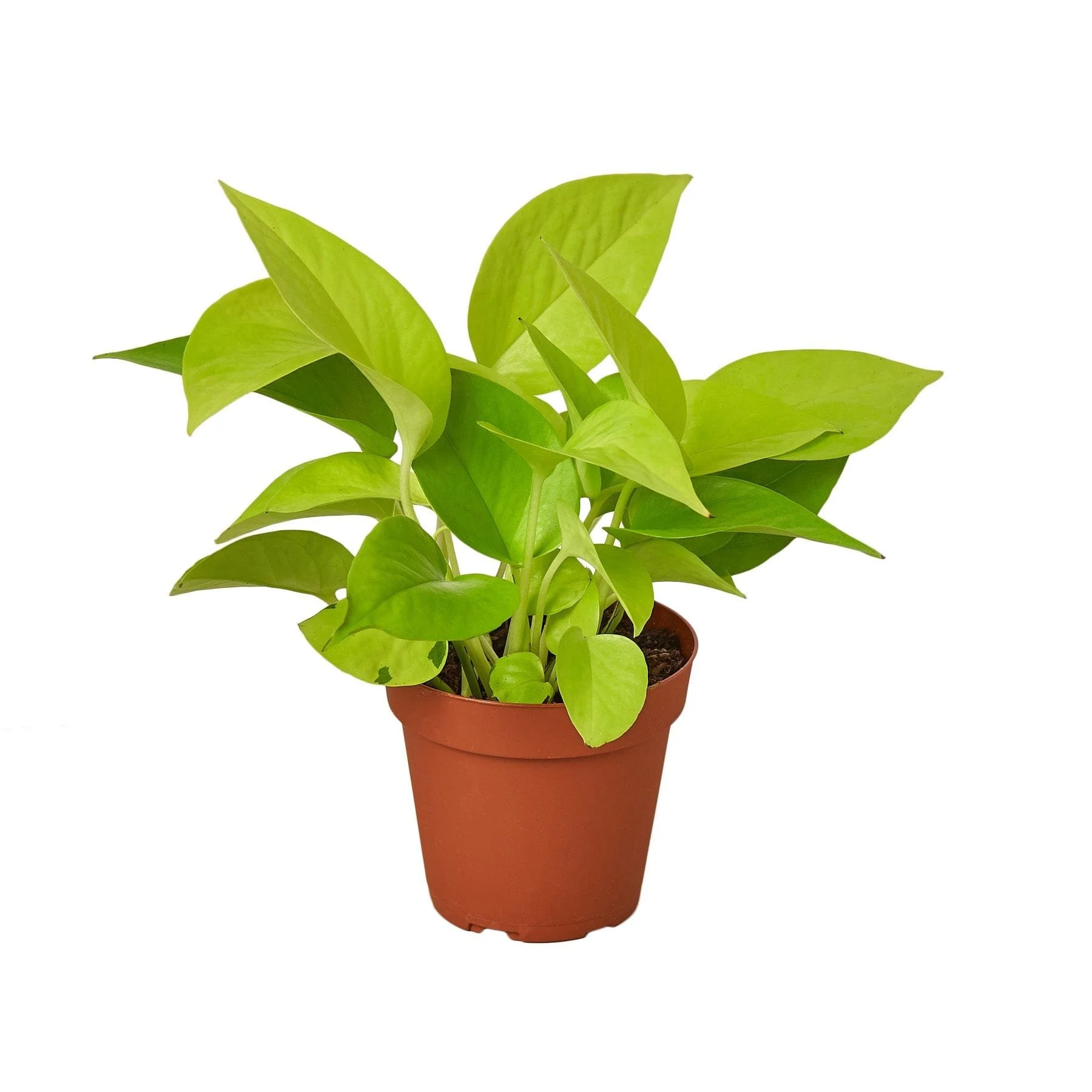 4" Neon Pothos