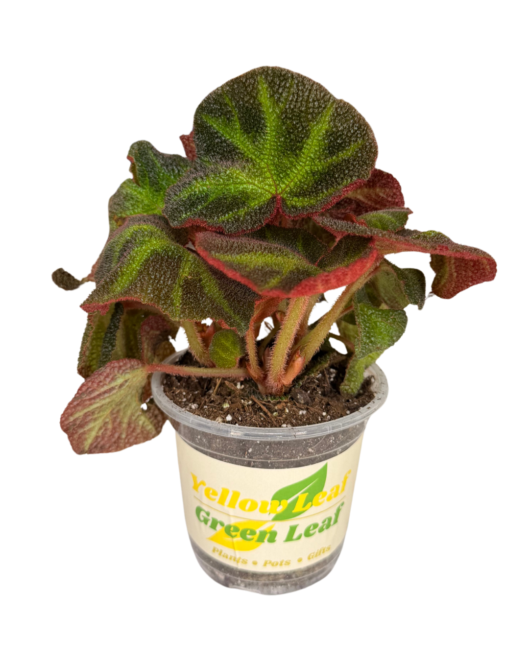 Begonia soli-mutata 'Sun Changing'