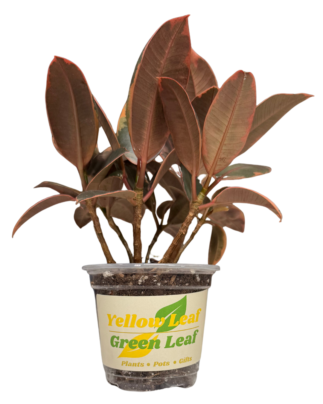 Ruby Ficus 2.png