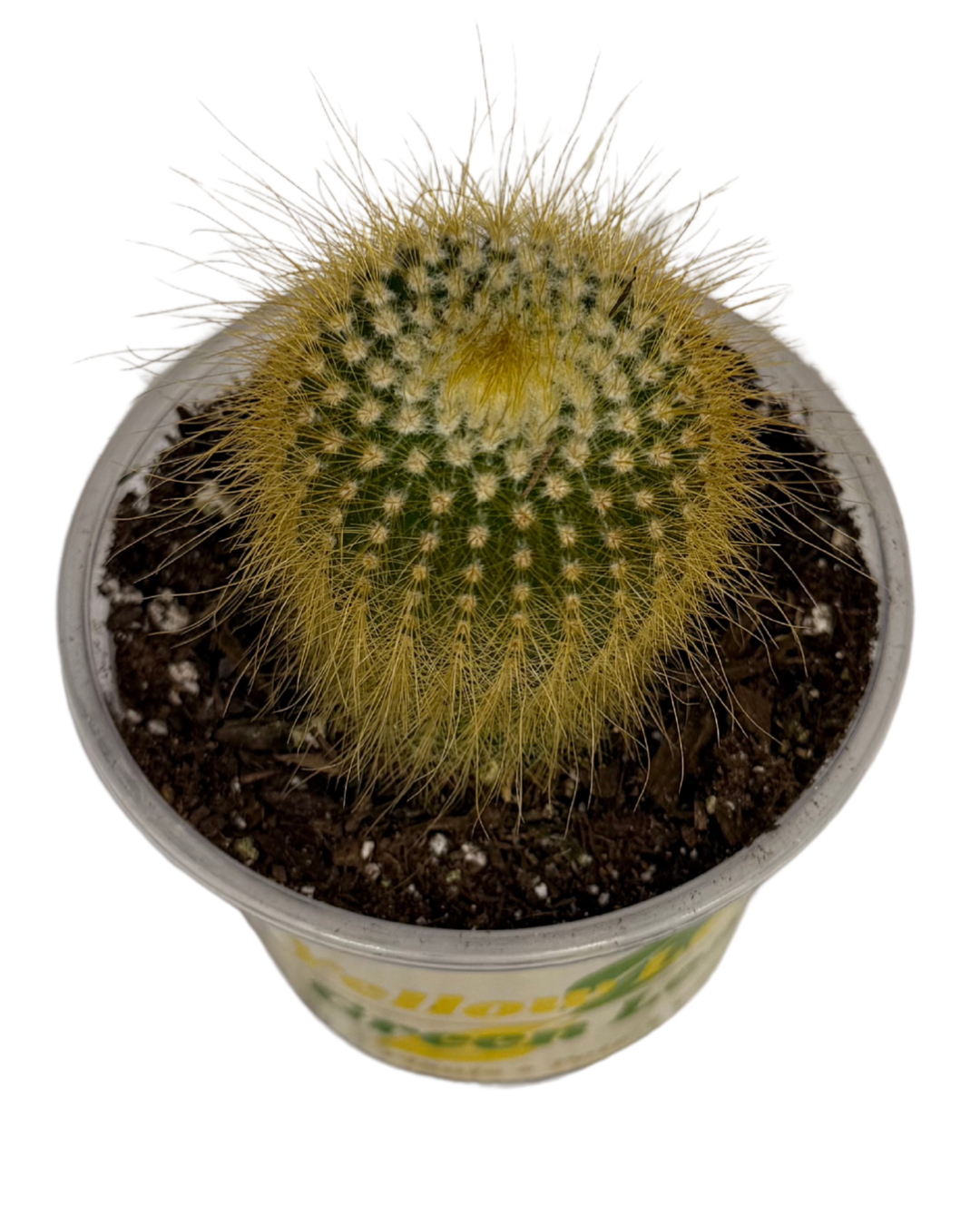 Scarlett Ball Cactus 2.png