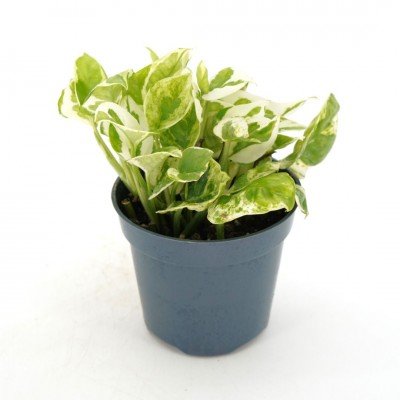 Epipremnum_NJoy_4in_400x400.jpg