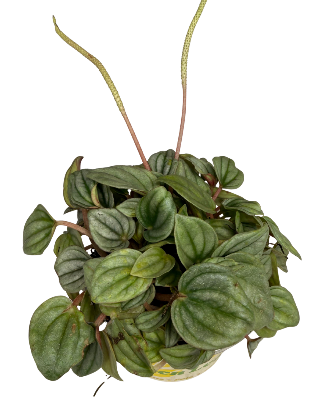 Perperomia Napoli Nights 1.png