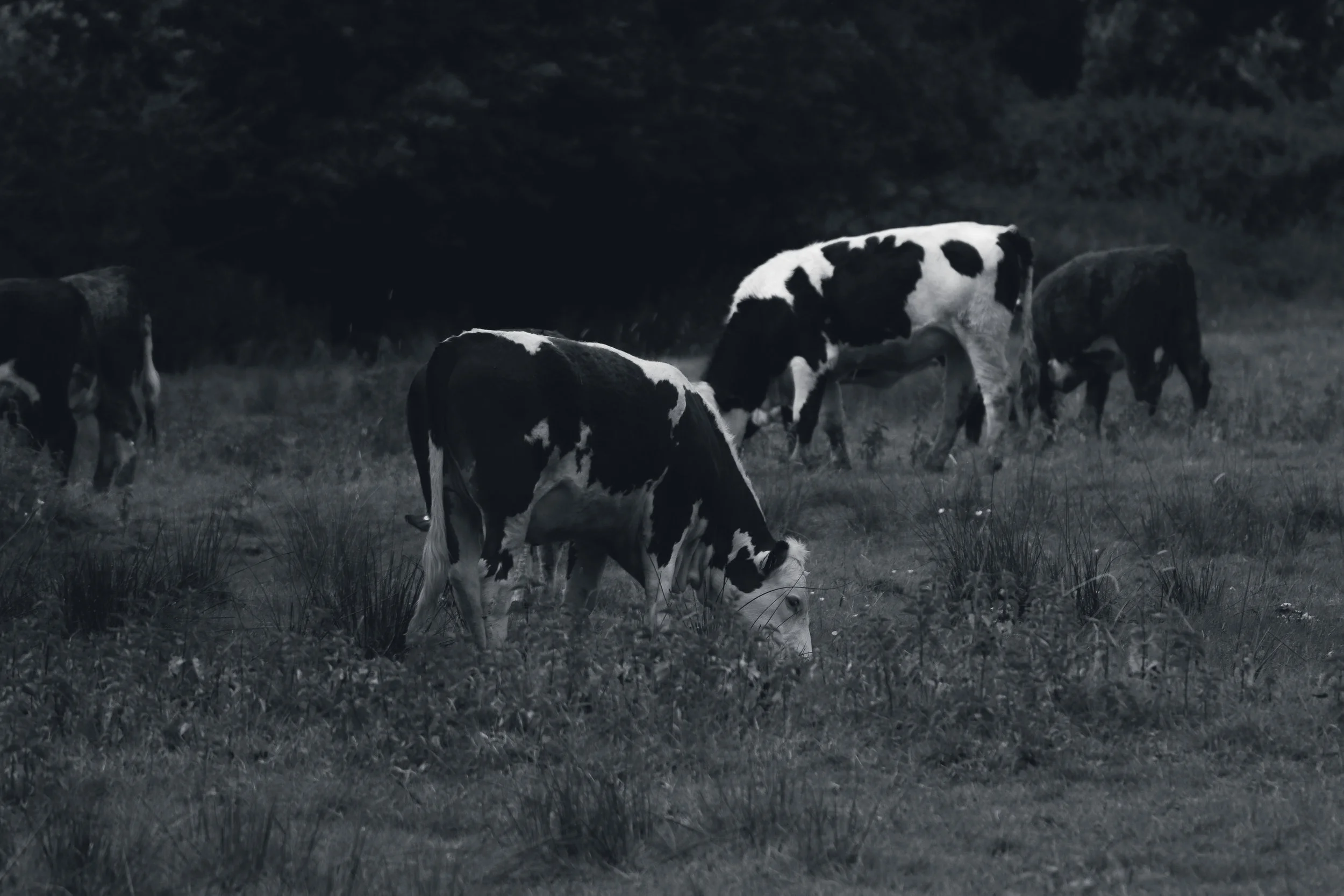 Black and white cows grazing in a field at dusk or dawn.