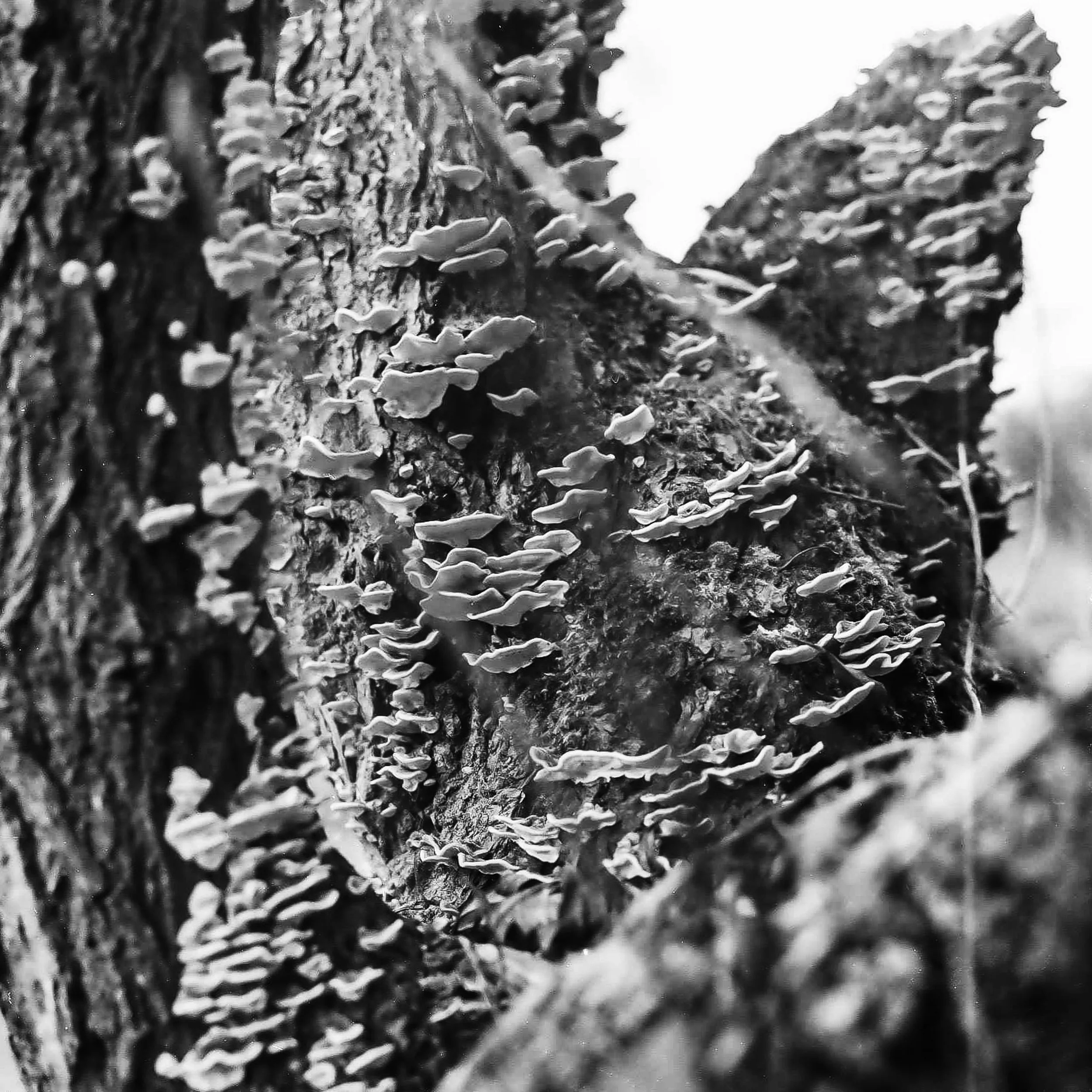 Close-up black and white photo of tree bark with clusters of small fungi growing on it.