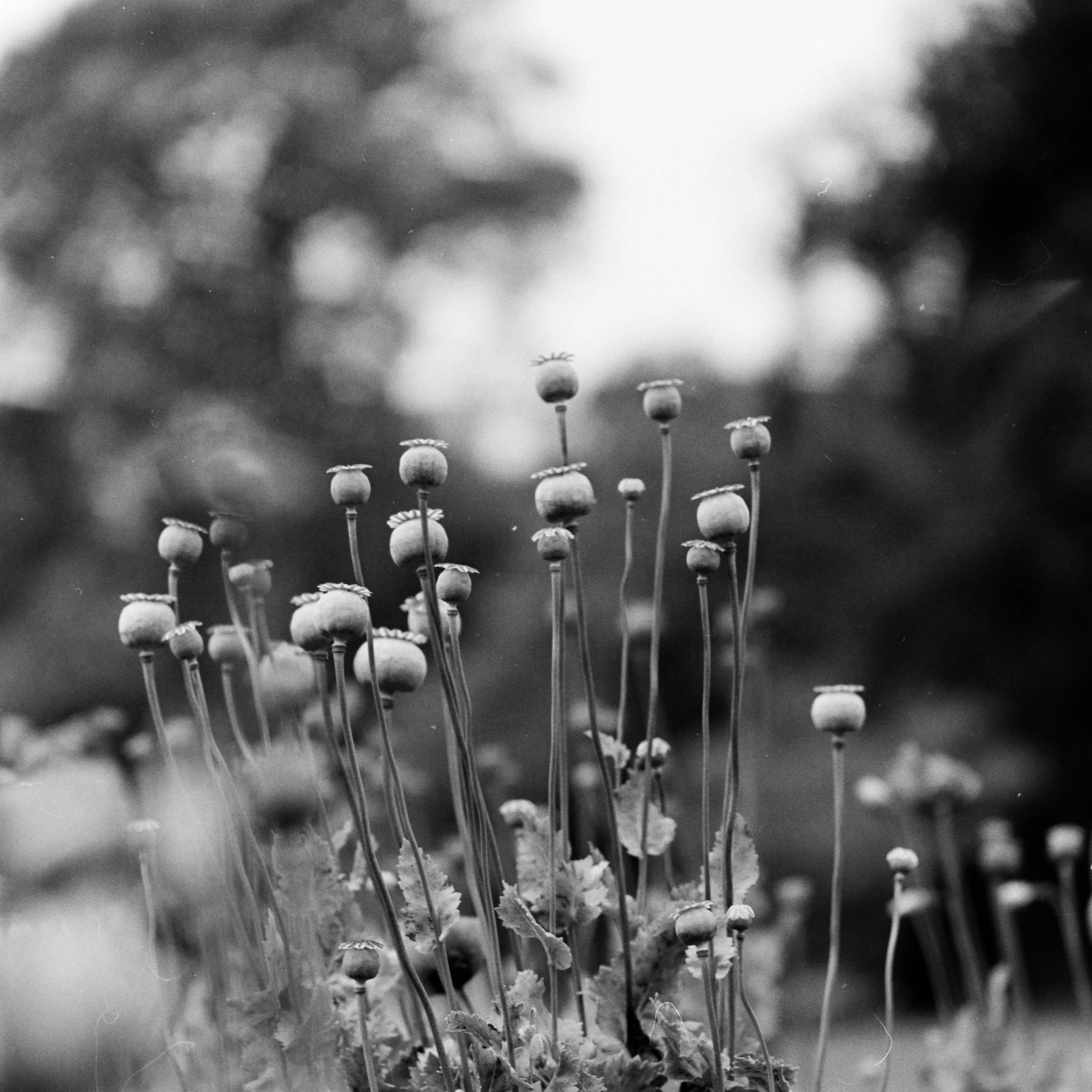 Black and white close-up photograph of small, round flower heads on tall, thin stems, likely part of a wildflower or weed, with a blurry background.