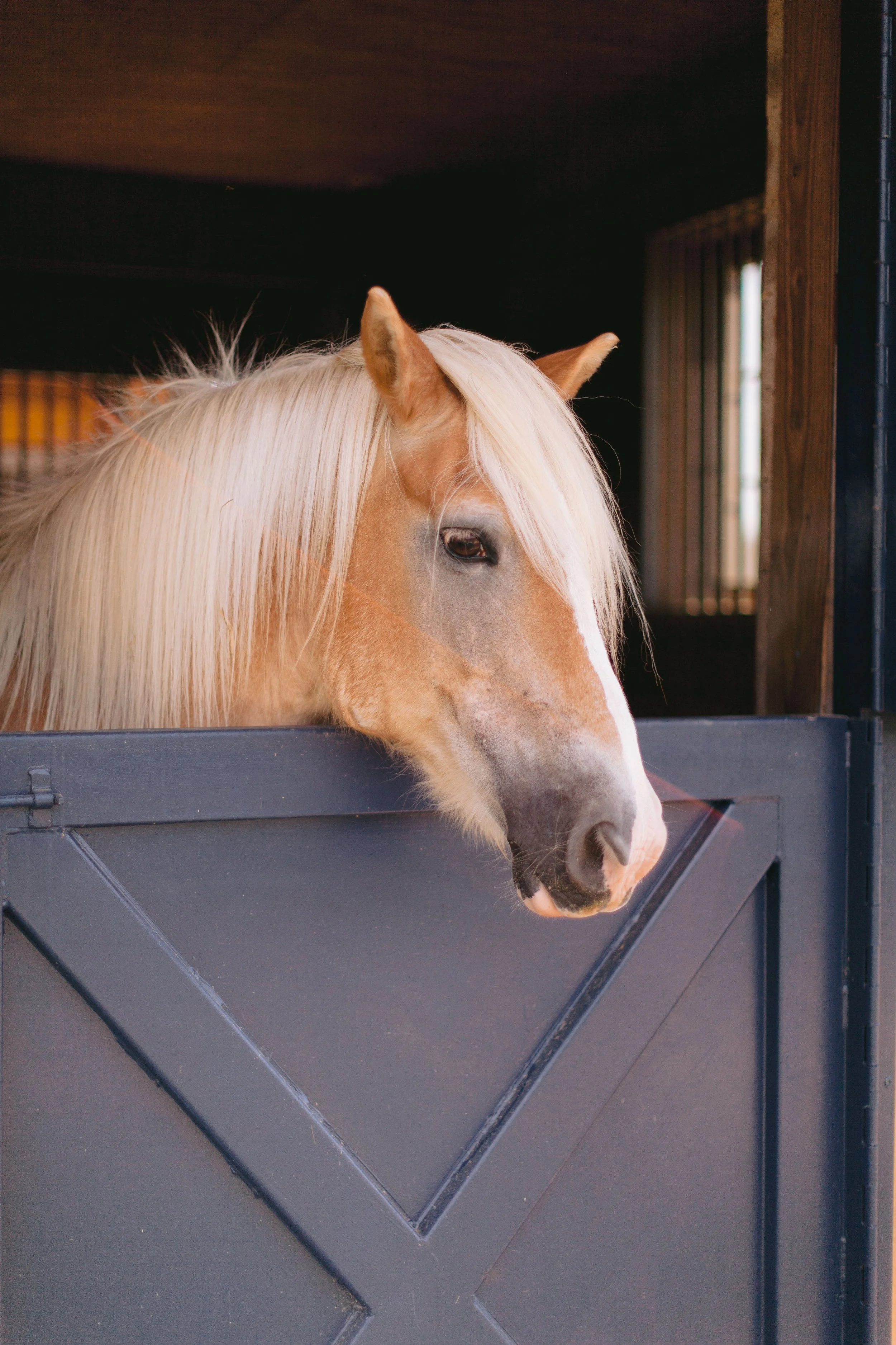 A Palomino horse with a blonde mane resting its head on a black stall door inside a stable.
