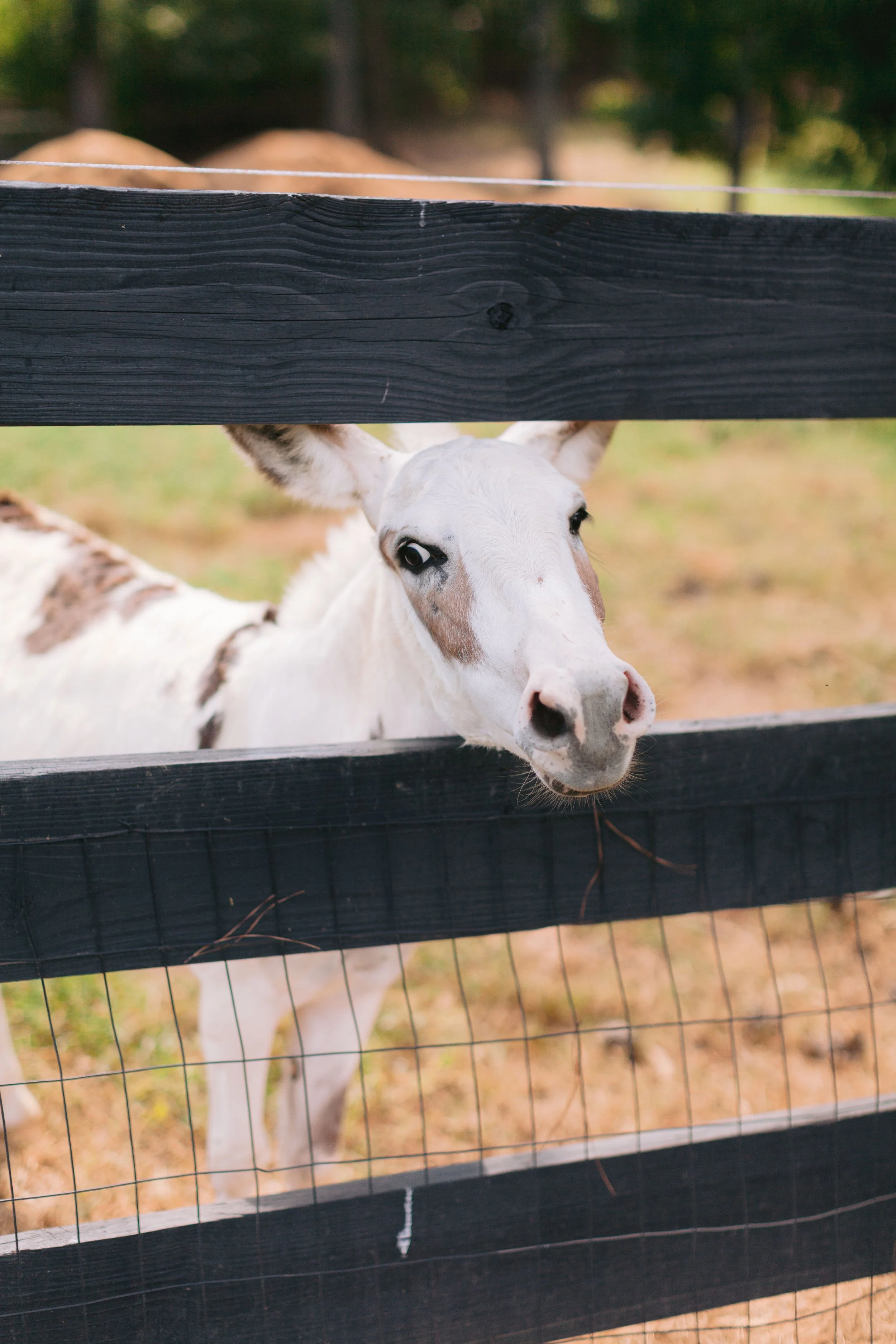 Young white and brown cow looking over a black wooden fence at the camera.