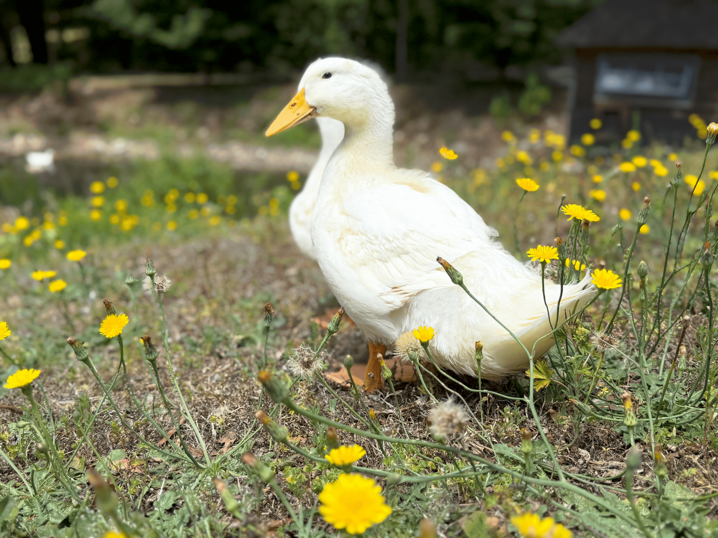 A white duck with an orange beak standing among yellow dandelions on a grassy area with a blurred background of trees and a small building.
