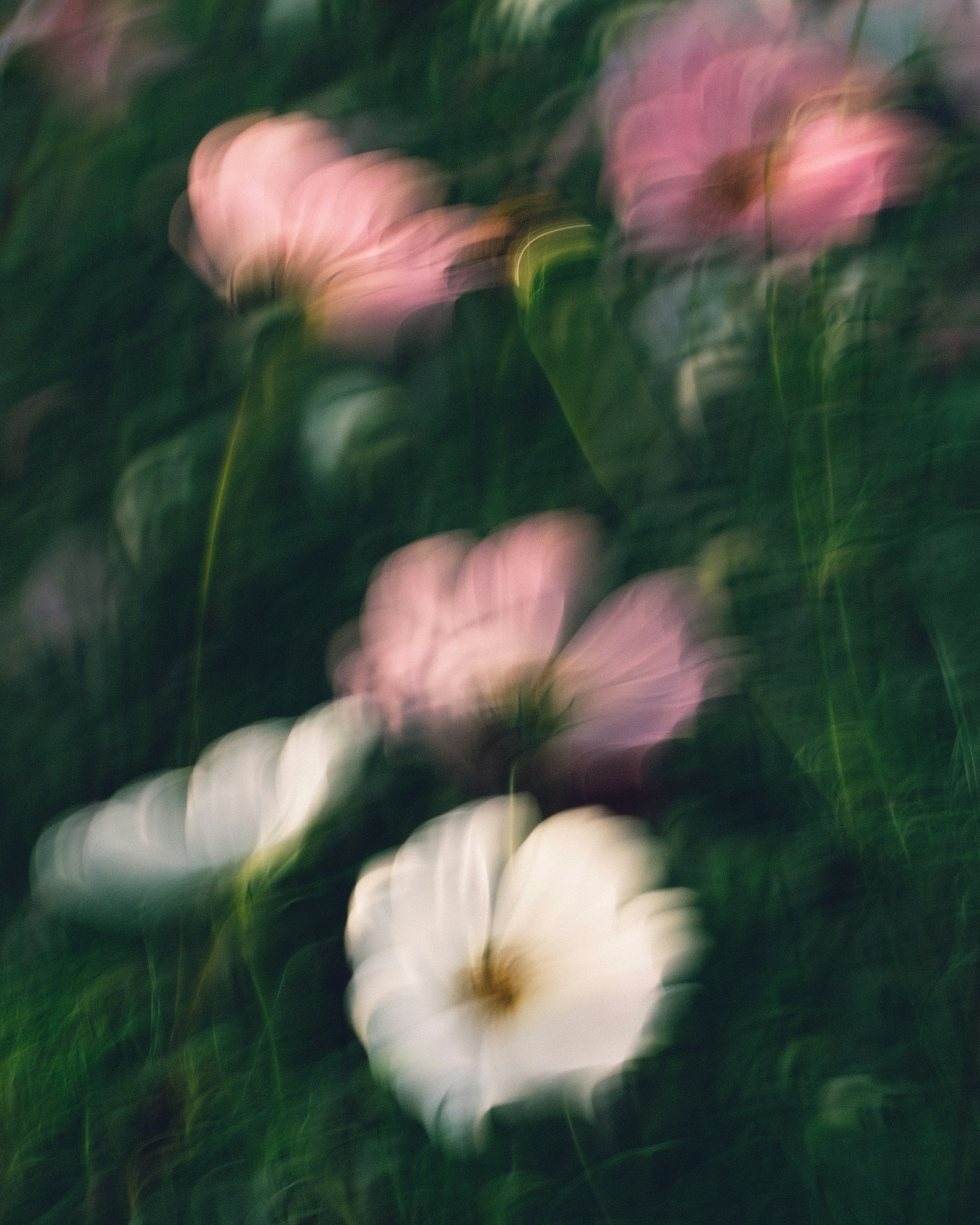 Blurred image of pink and white flowers with green background, with motion or camera shake effect.