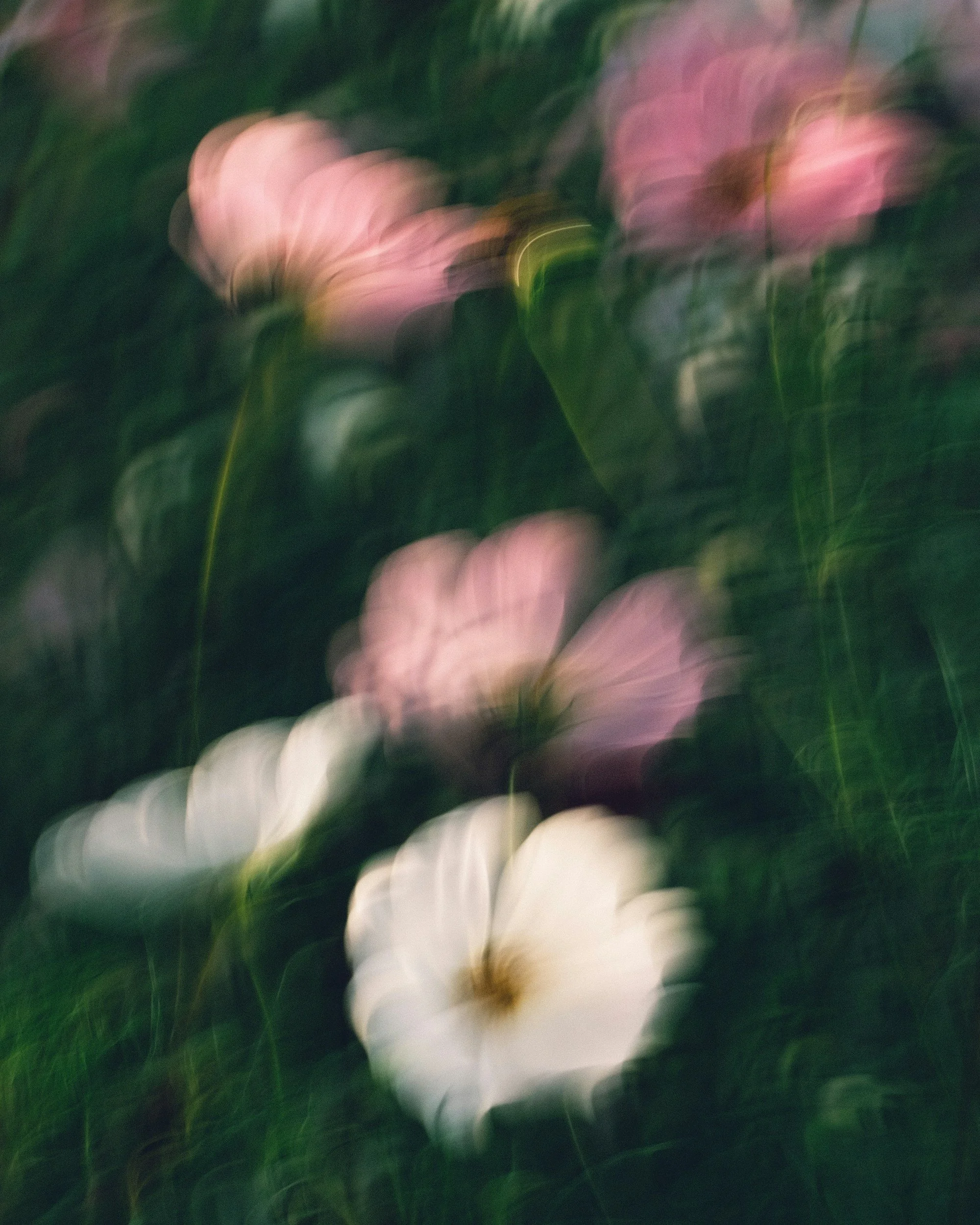 An abstract, blurred image with pink and white shapes on a dark green background.