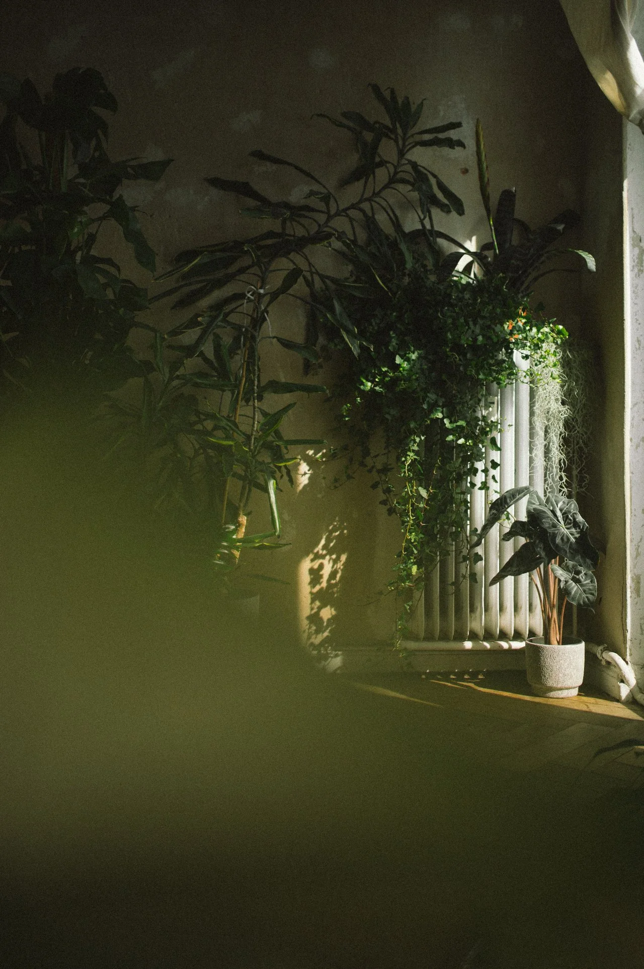 A corner of a room with various potted indoor plants, sunlight casting shadows, a textured wall, and a radiator with plants on it.