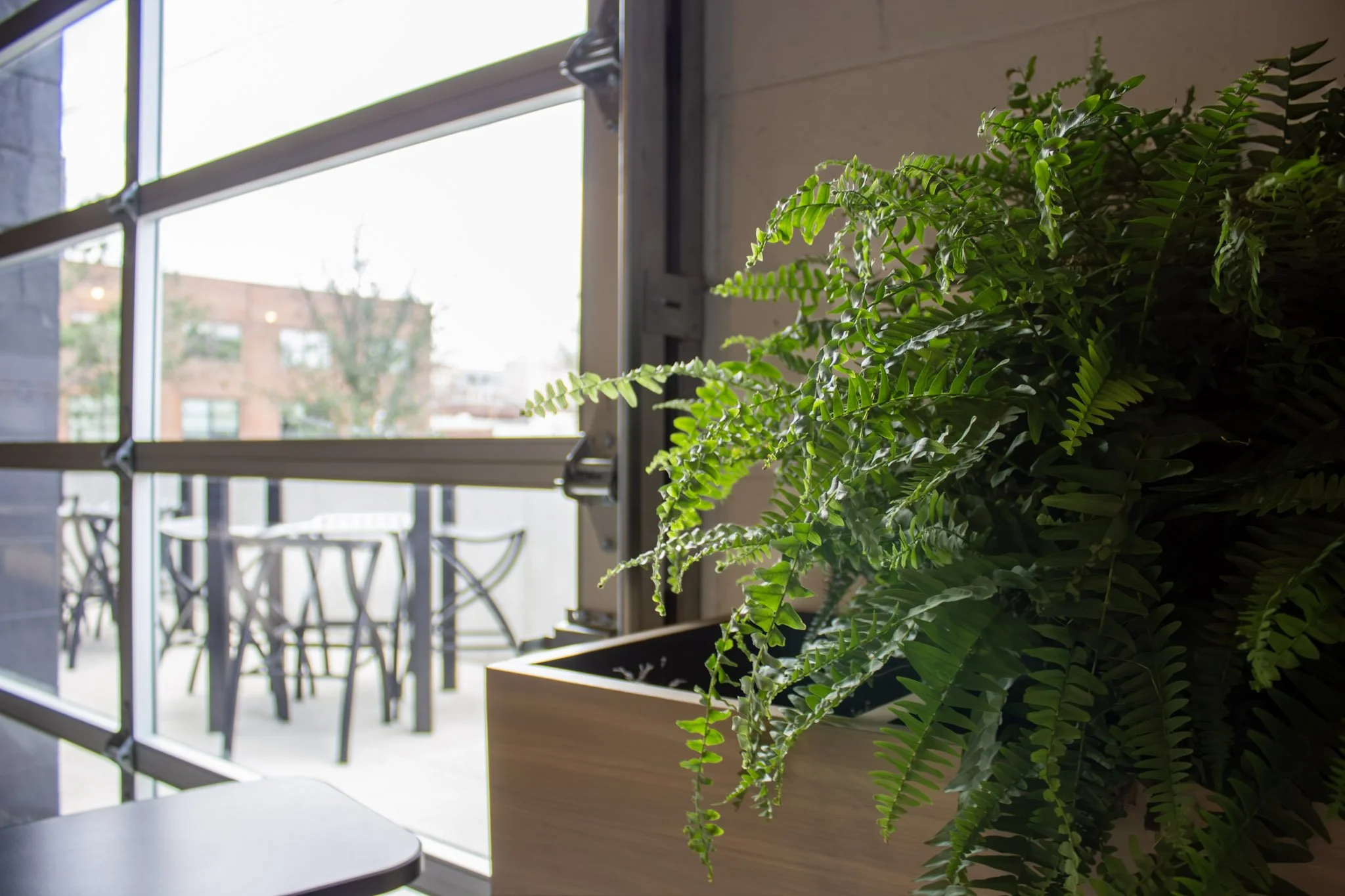 View from inside a building looking out a window with a potted green fern plant in the foreground and an outdoor patio with a table and chairs. Buildings and trees are visible in the background.