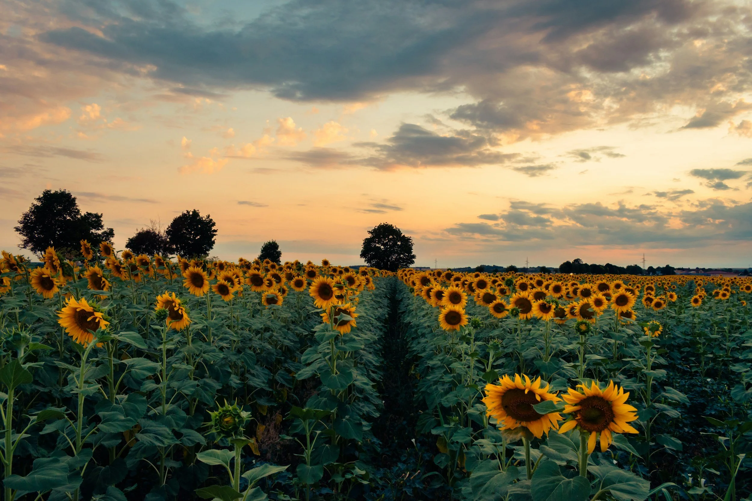 A vast sunflower field at sunset with dark green leaves and yellow flowers, a few trees in the background, and a cloudy sky with soft pastel colors.