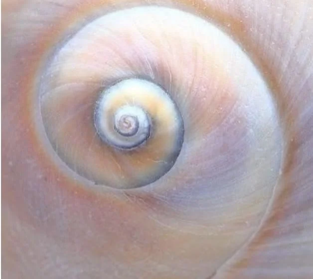 Pink and blue seashell spiral
