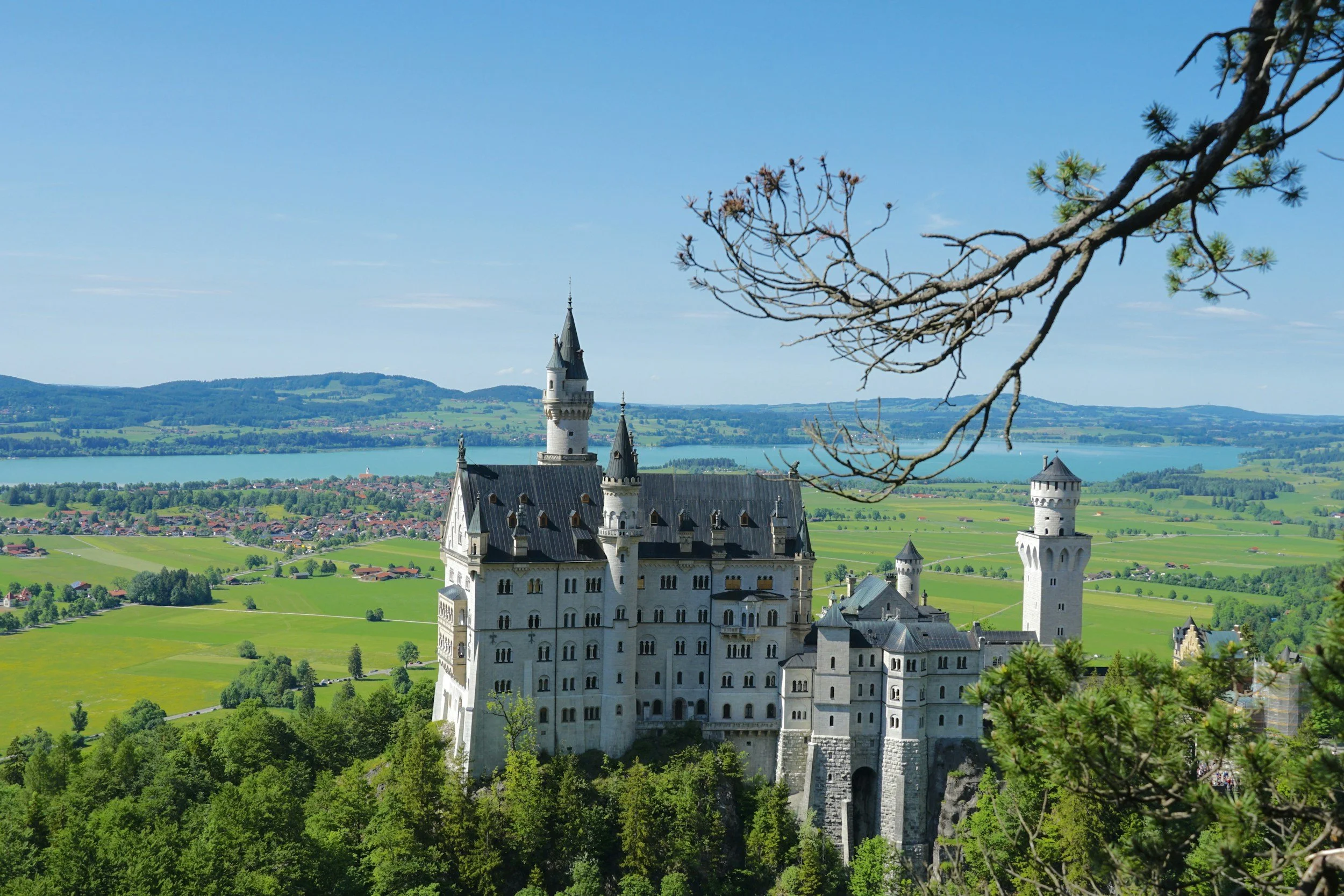 View of Neuschwanstein Castle on a hill overlooking lush green fields, a lake, and distant mountains under a clear blue sky. A tree branch with green needles is in the foreground.