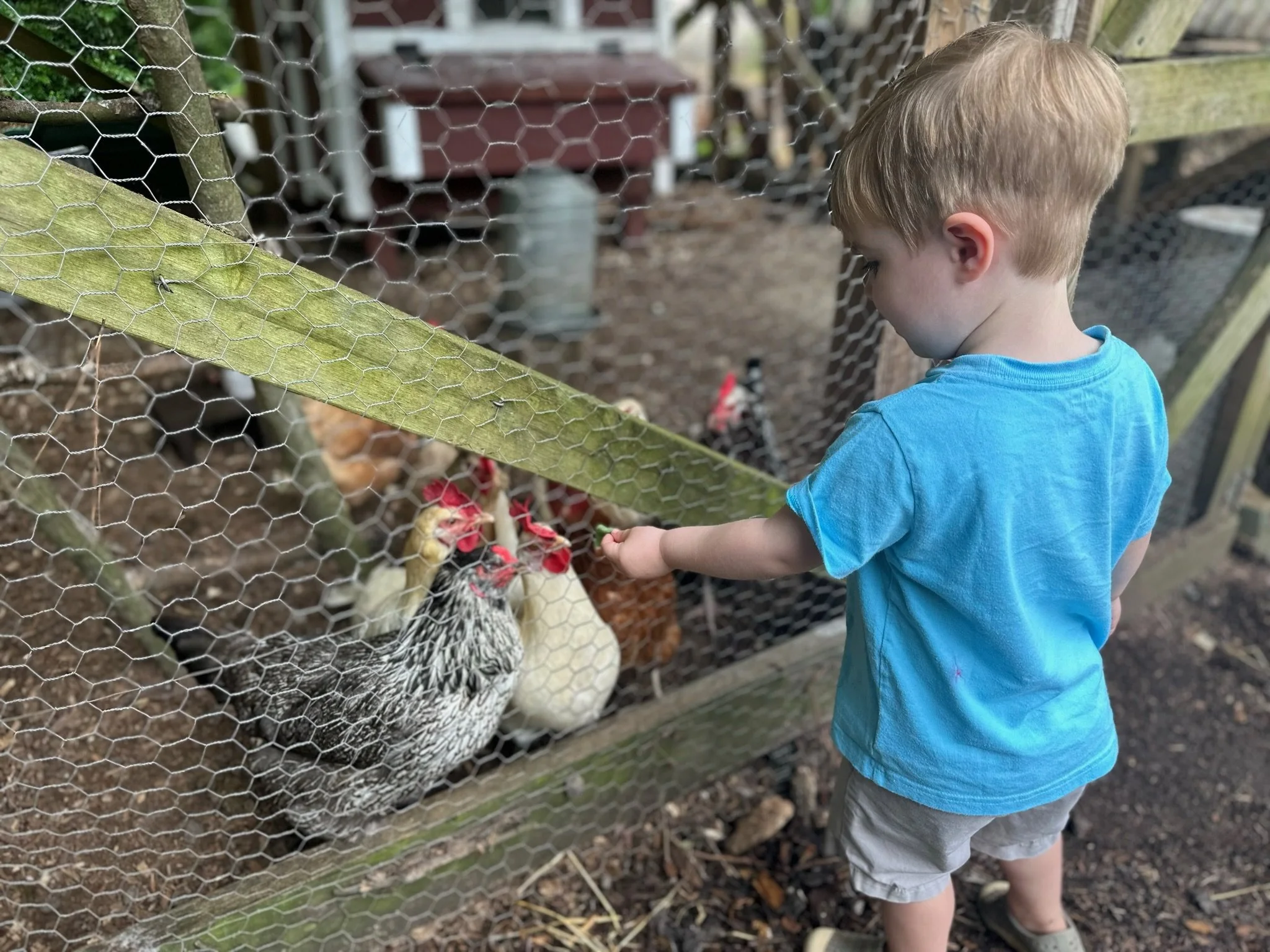 early-childhood-garden-chickens.JPG