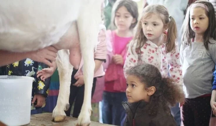 early-childhood-kindergarten-goat-farm-trip.webp