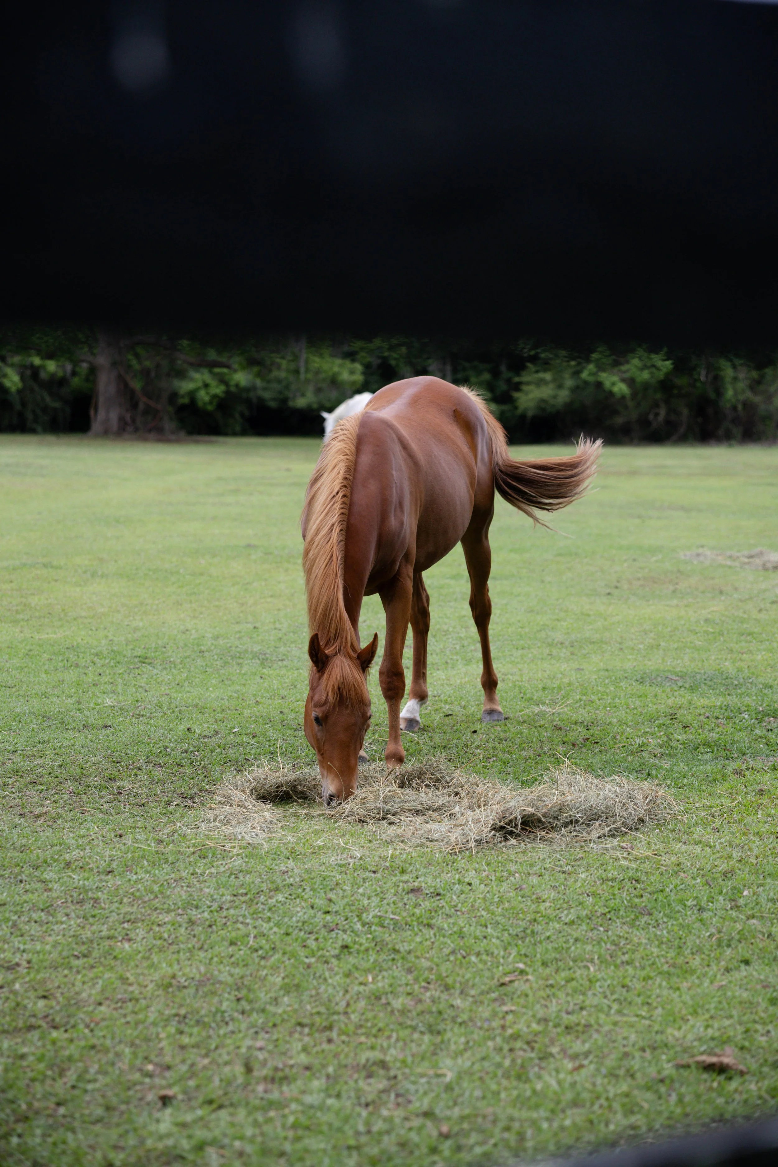 A brown horse with a flowing tail grazing on the grass next to a small pile of hay in a green field, with trees in the background under a dark sky.