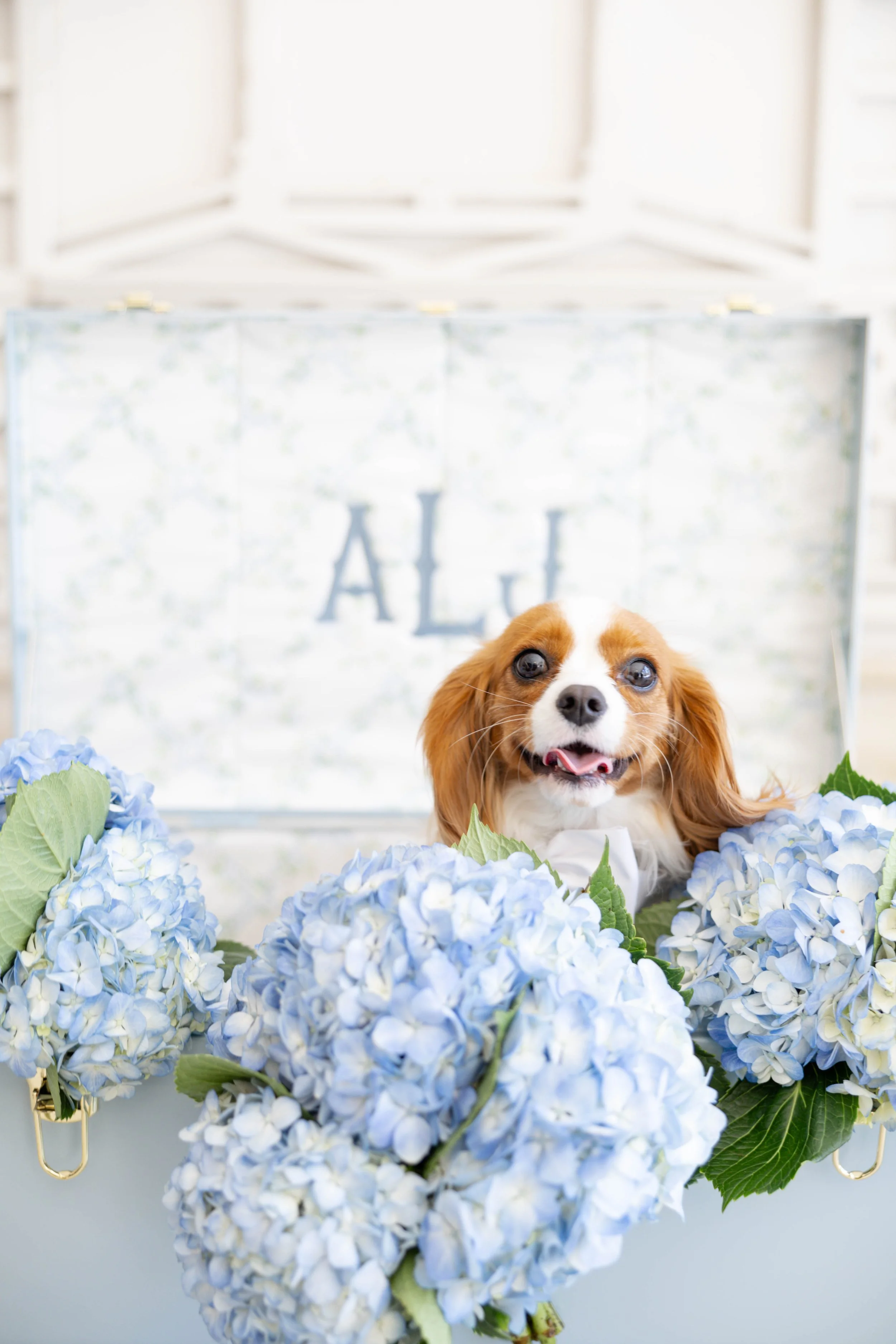 A happy dog with long ears and a wagging tongue surrounded by blue hydrangea flowers, in front of a window with white trim and decorative lettering.