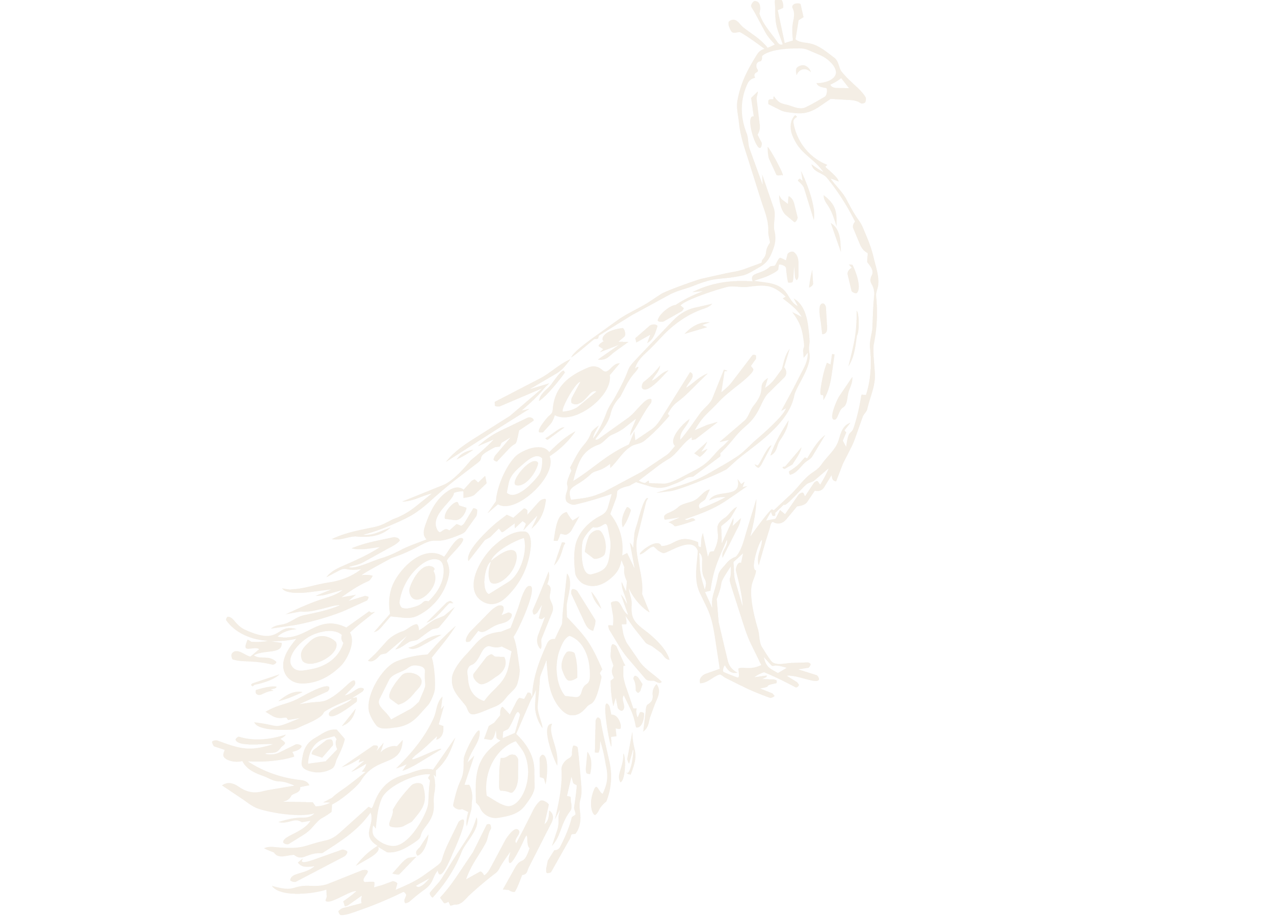 Black and white sketch of a peacock with an elaborate tail.