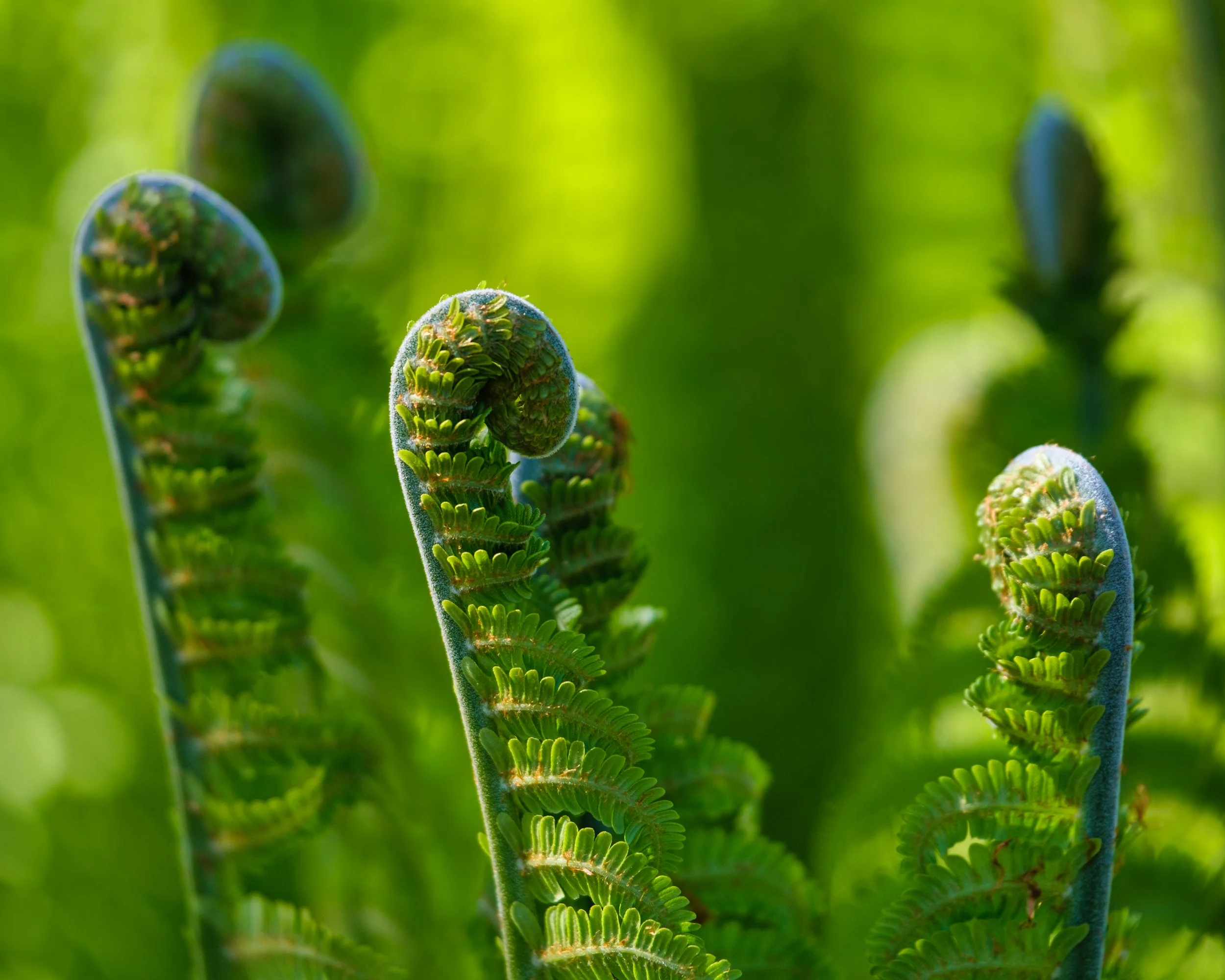 "how to integrate an ayahuasca experience"
"help processing a psychedelic experience"
"feeling unmoored after retreat"
"spiritual emergence support"
"psychedelic integration therapist”
"preparing for an ayahuasca ceremony"