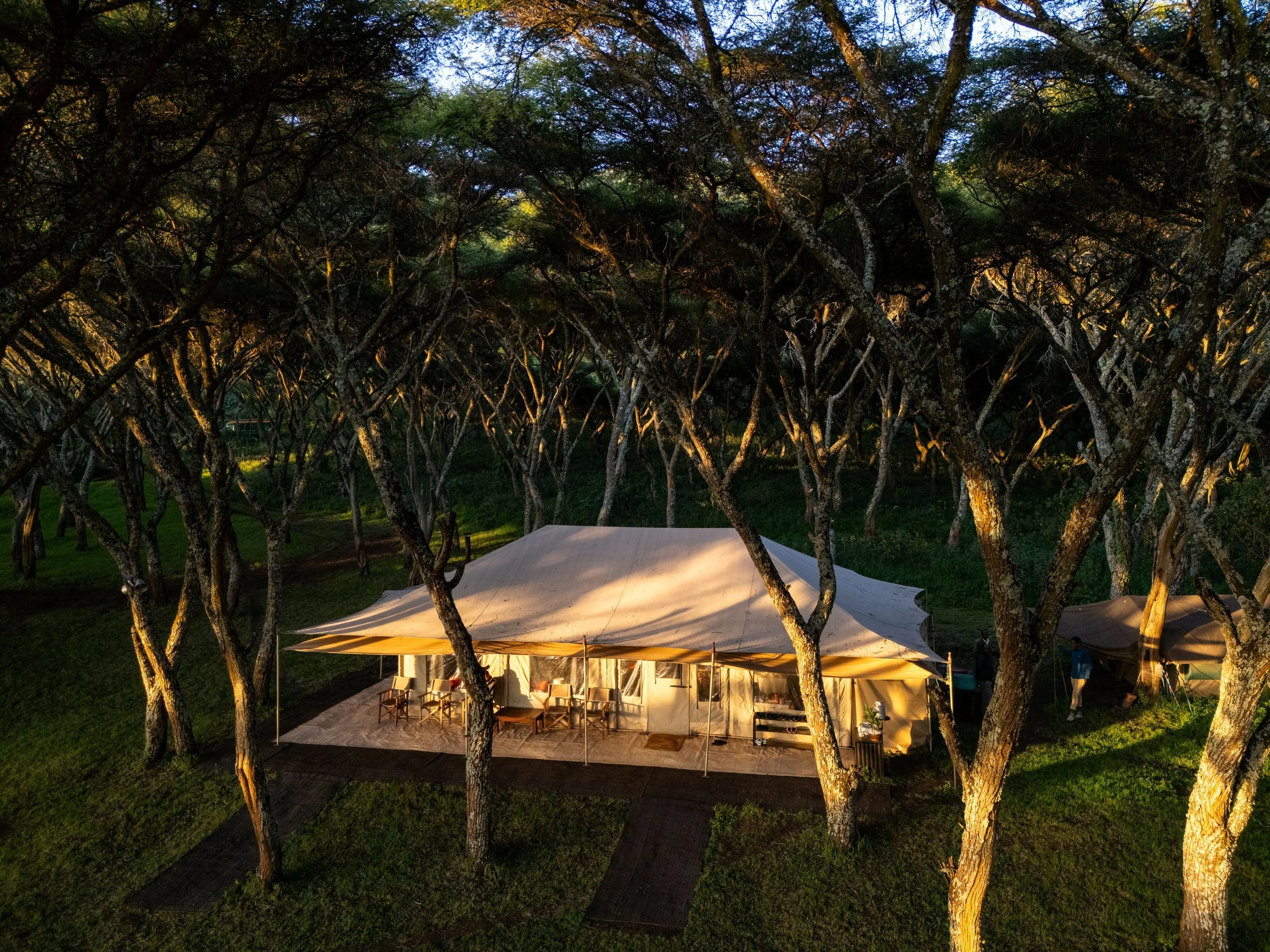 An outdoor event setup with a large white event tent illuminated from within, surrounded by tall trees with dark, leafy branches and sunlight peeking through, on a grassy area during dawn or dusk.