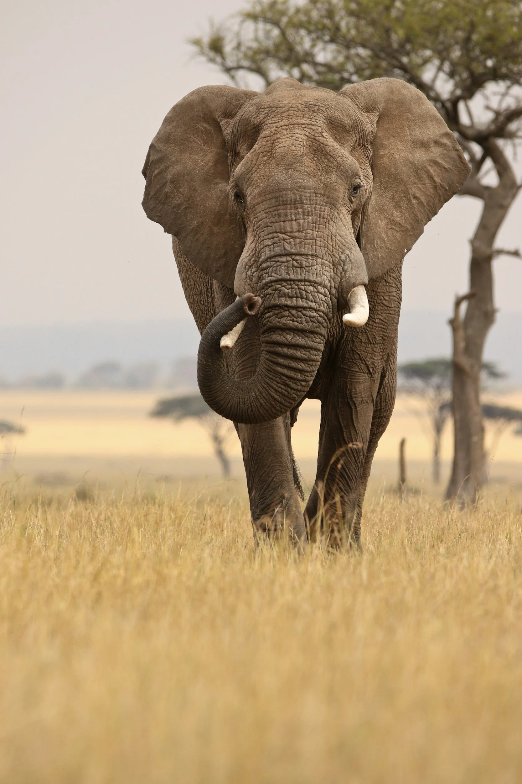 A large elephant walking through a grassy savanna with trees in the background.