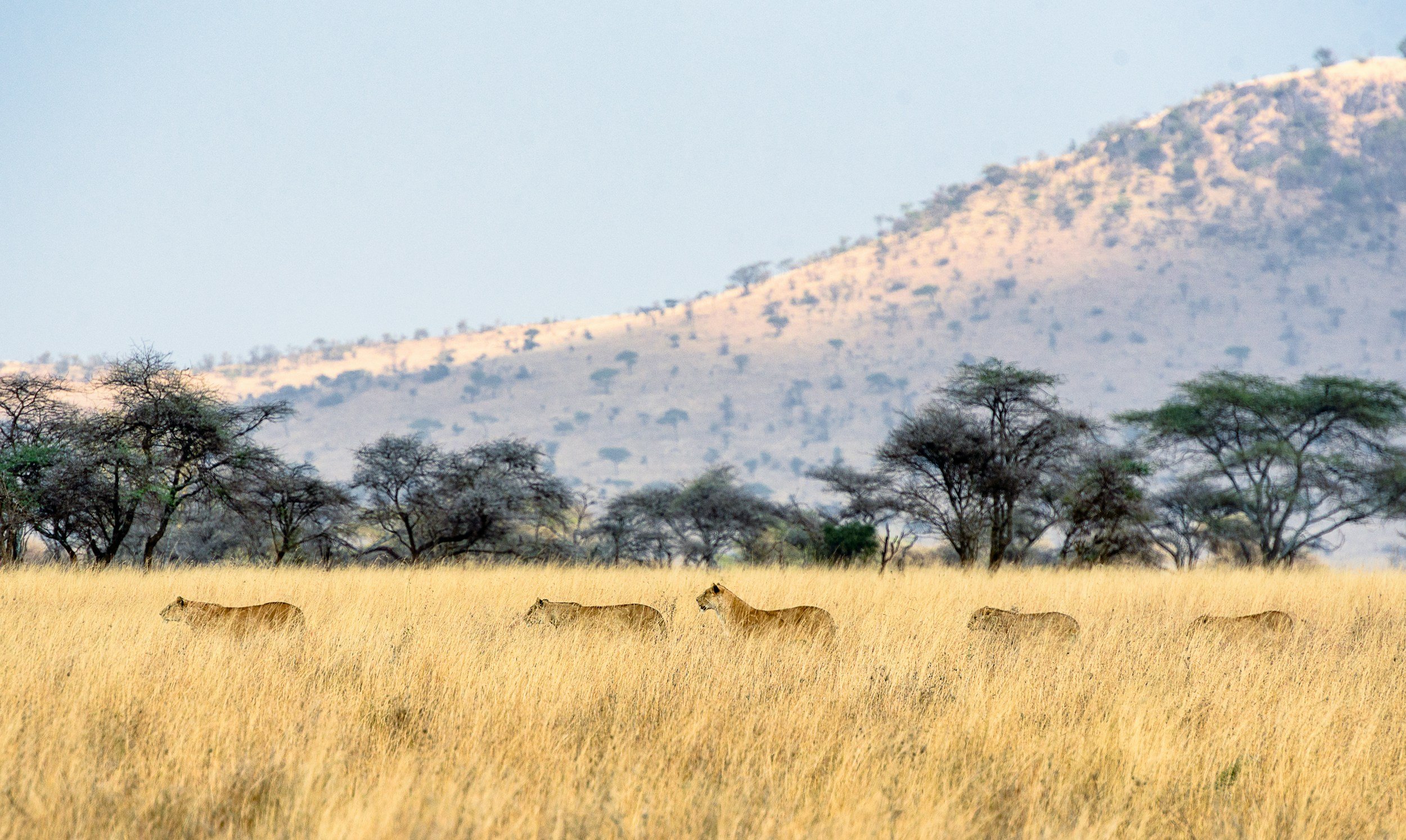 Vast savannah with three lions walking through tall golden grass, scattered trees, and a mountain in the background under a clear sky.
