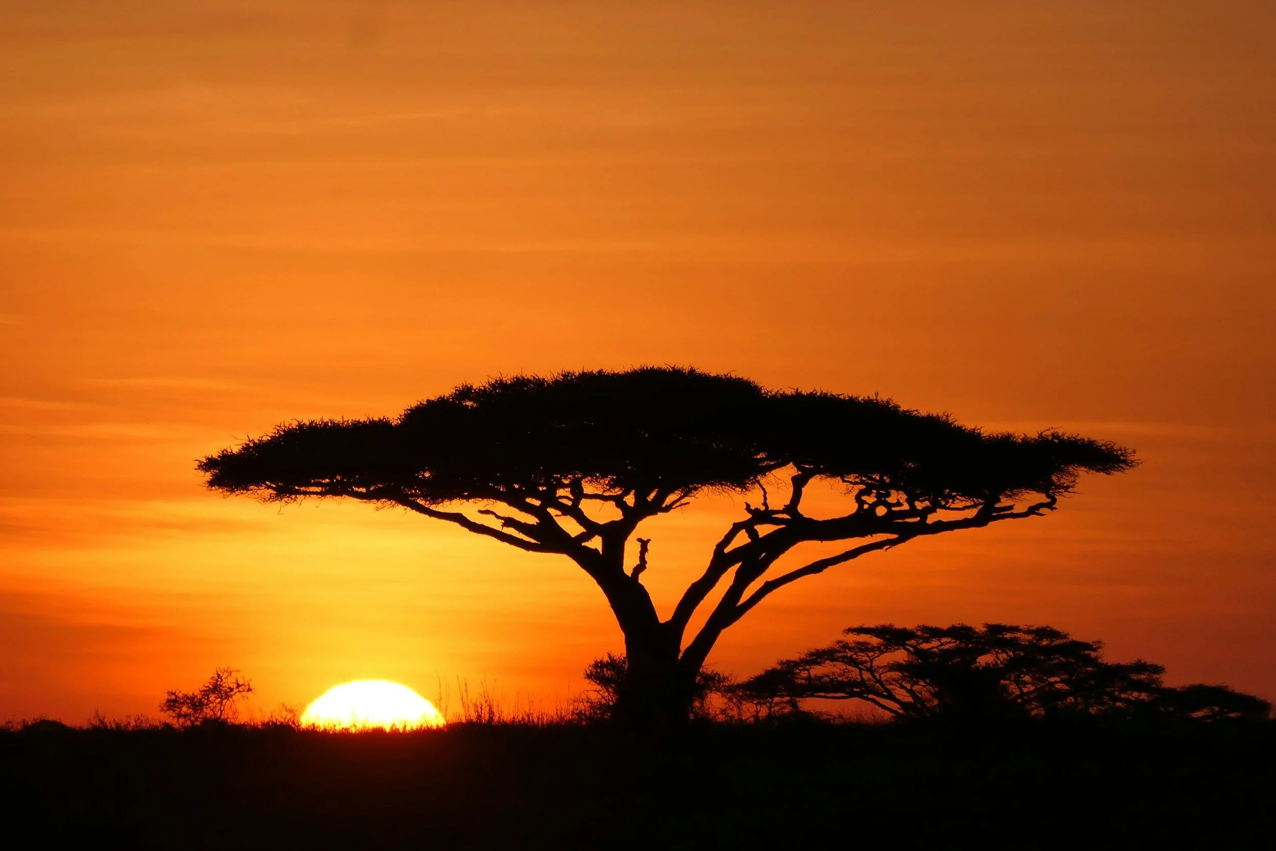 Sunset over the African savannah with a large, flat-topped acacia tree silhouetted against an orange sky.