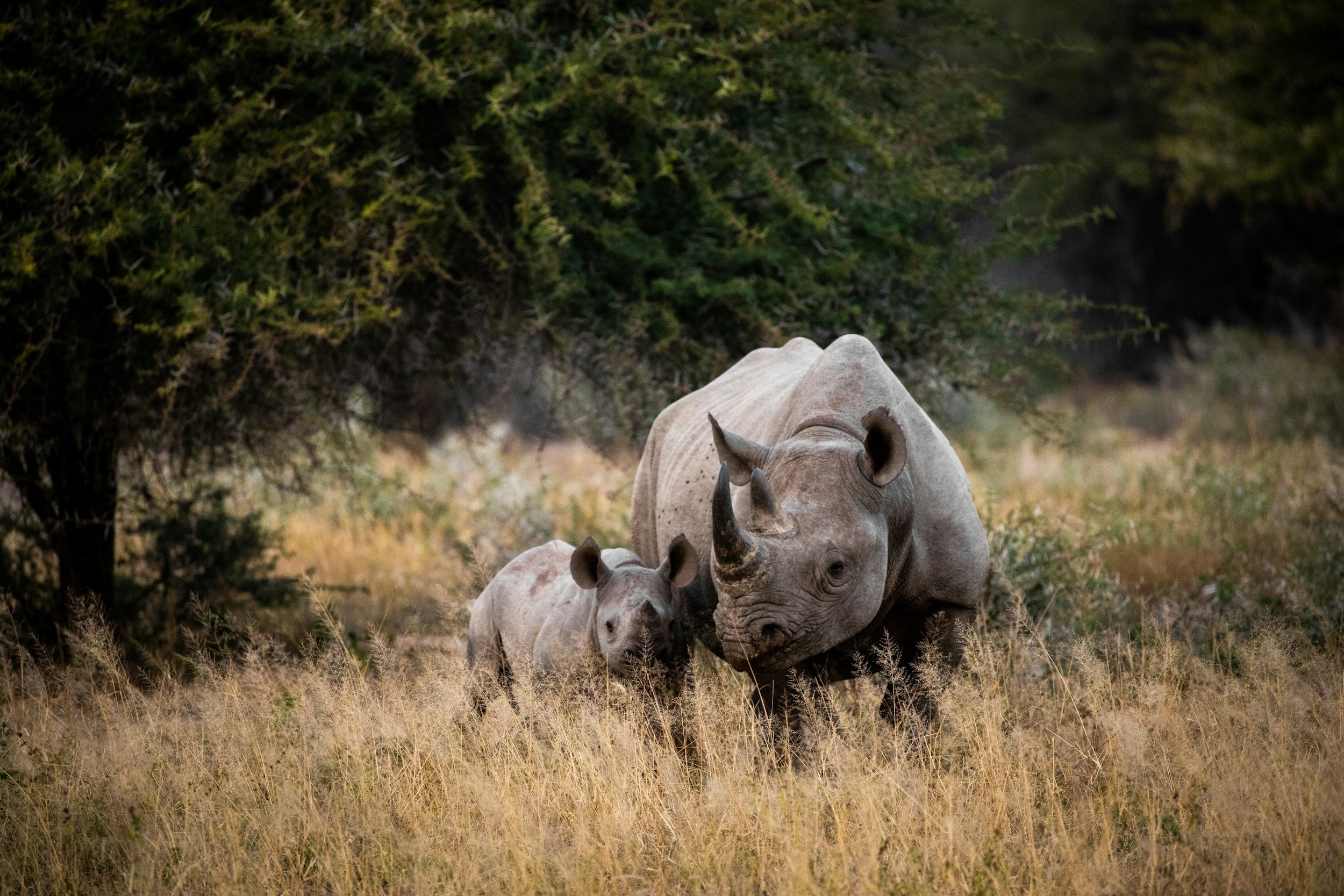 Two rhinoceroses, one adult and one calf, resting in tall grass with a background of trees and dark foliage.
