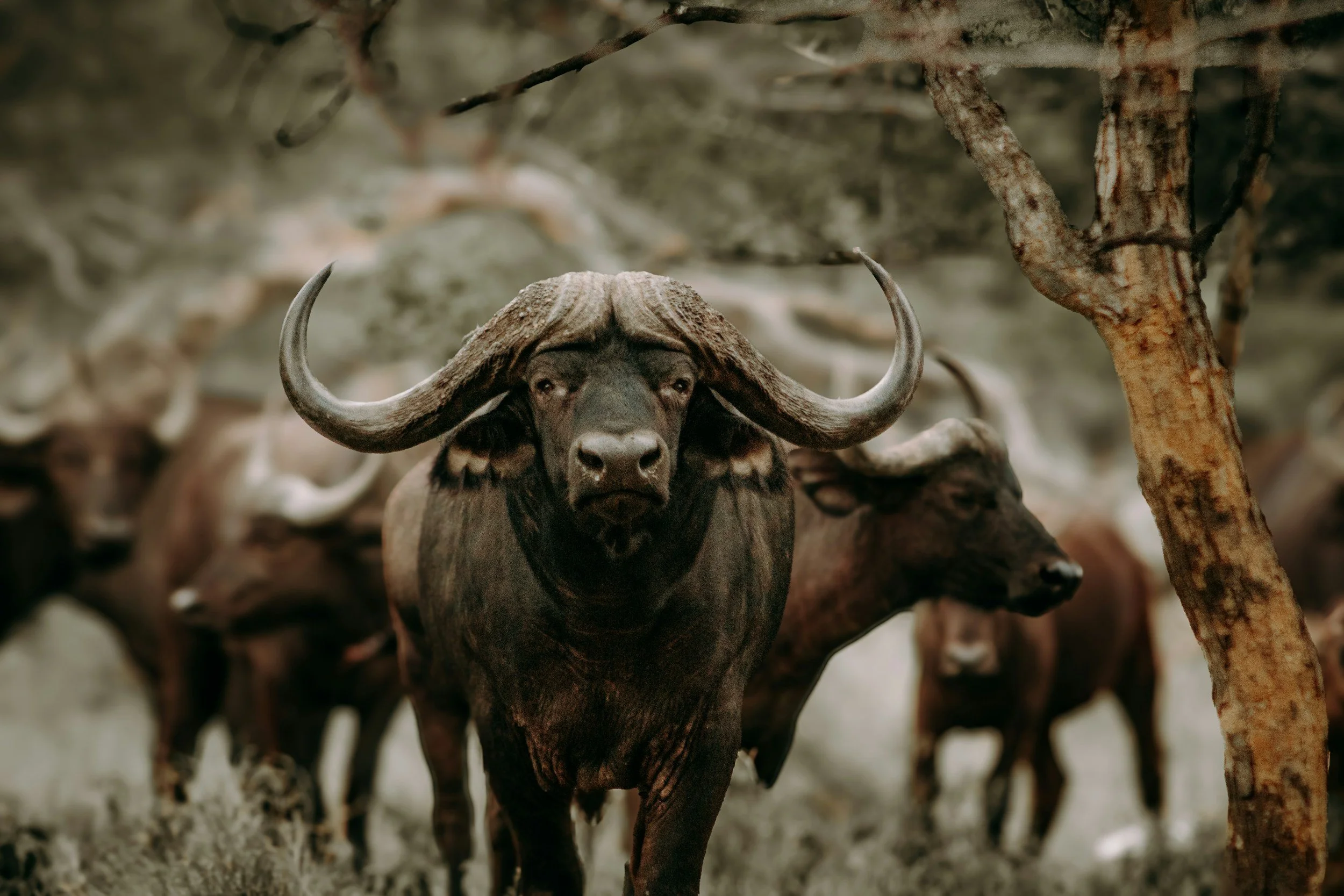 A herd of buffaloes walking through the grass with one buffalo prominently in the front, close to the camera.