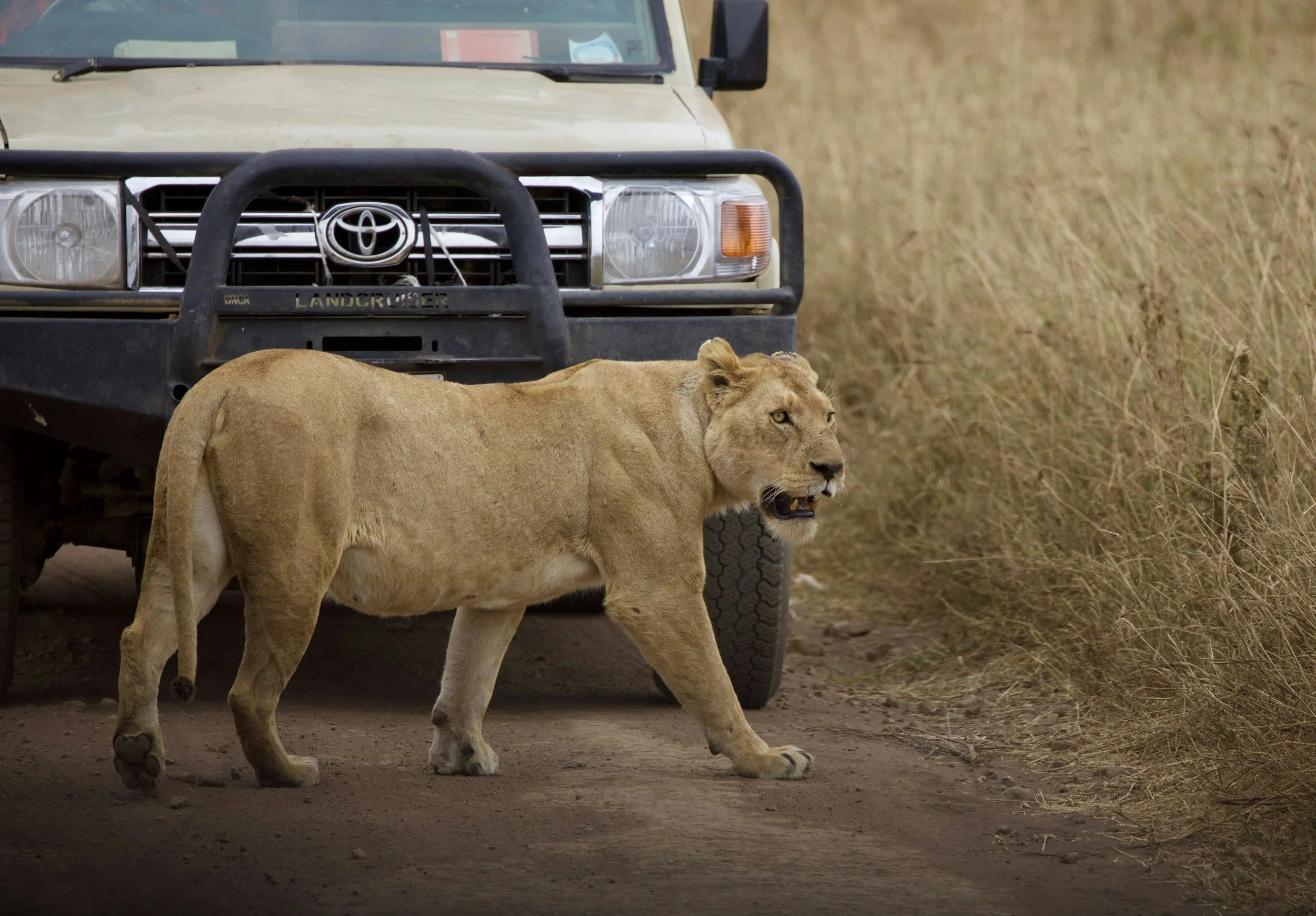 A lion walking past a beige Toyota Land Cruiser vehicle with a black bull bar, in a grassy savannah area.