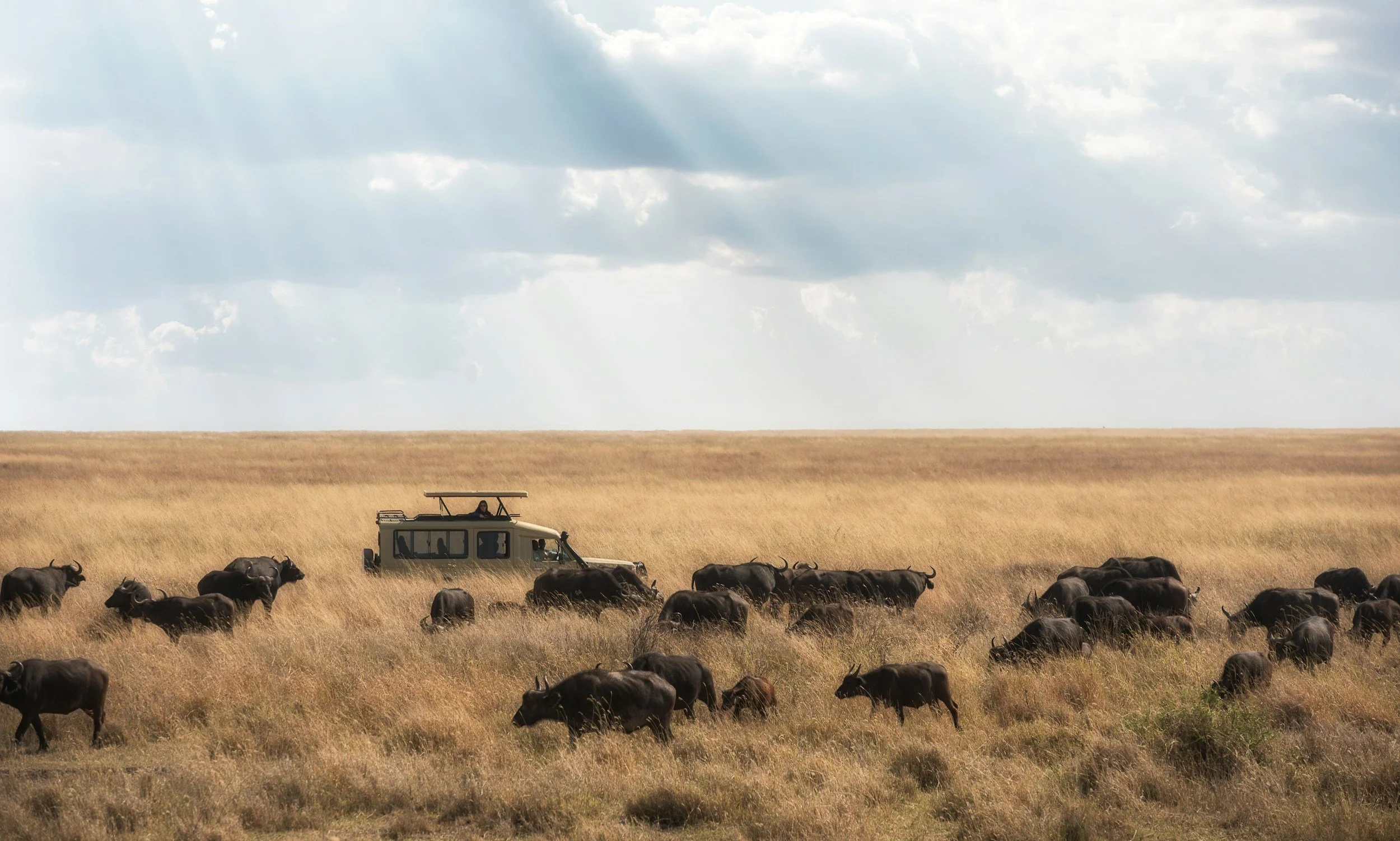 A safari scene showing a land vehicle and a group of wildebeests grazing on a grass plain under a partly cloudy sky.