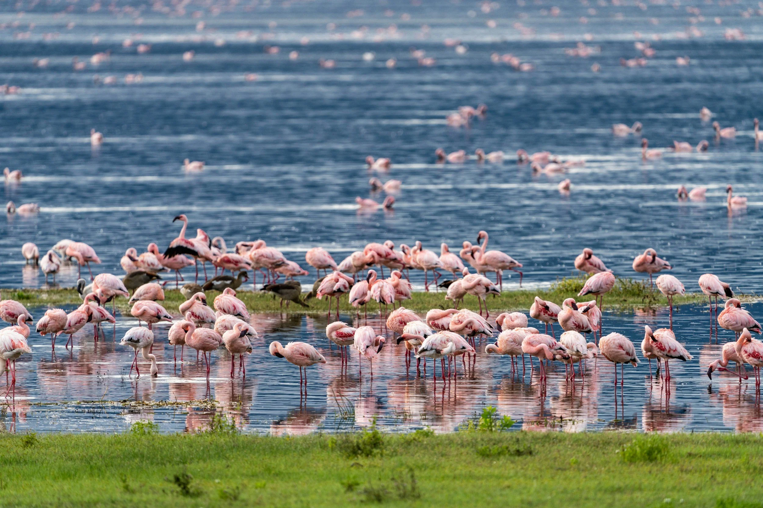 A large flock of pink flamingos wading and standing in shallow water near a grassy shoreline, with numerous others visible in the distance across the water.