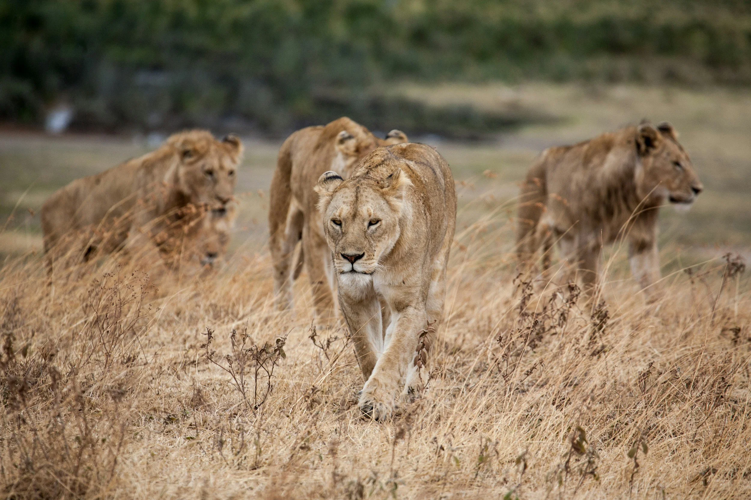 A pride of lions walking through dry grass with a lioness in the foreground and male lions in the background.