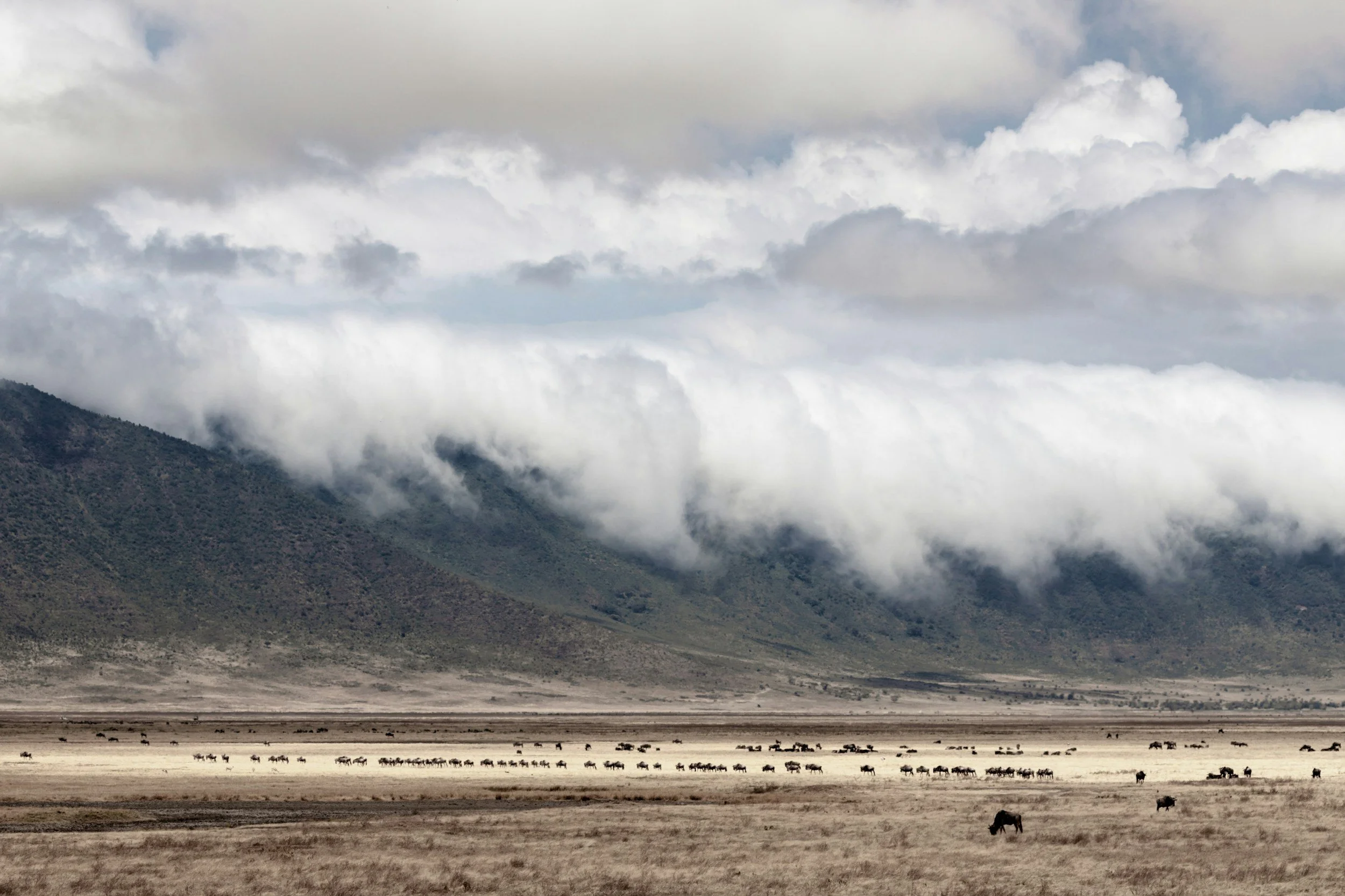 A vast landscape with a mountain range covered in clouds in the background, a dry plain in the foreground, and a herd of animals grazing across the plain.