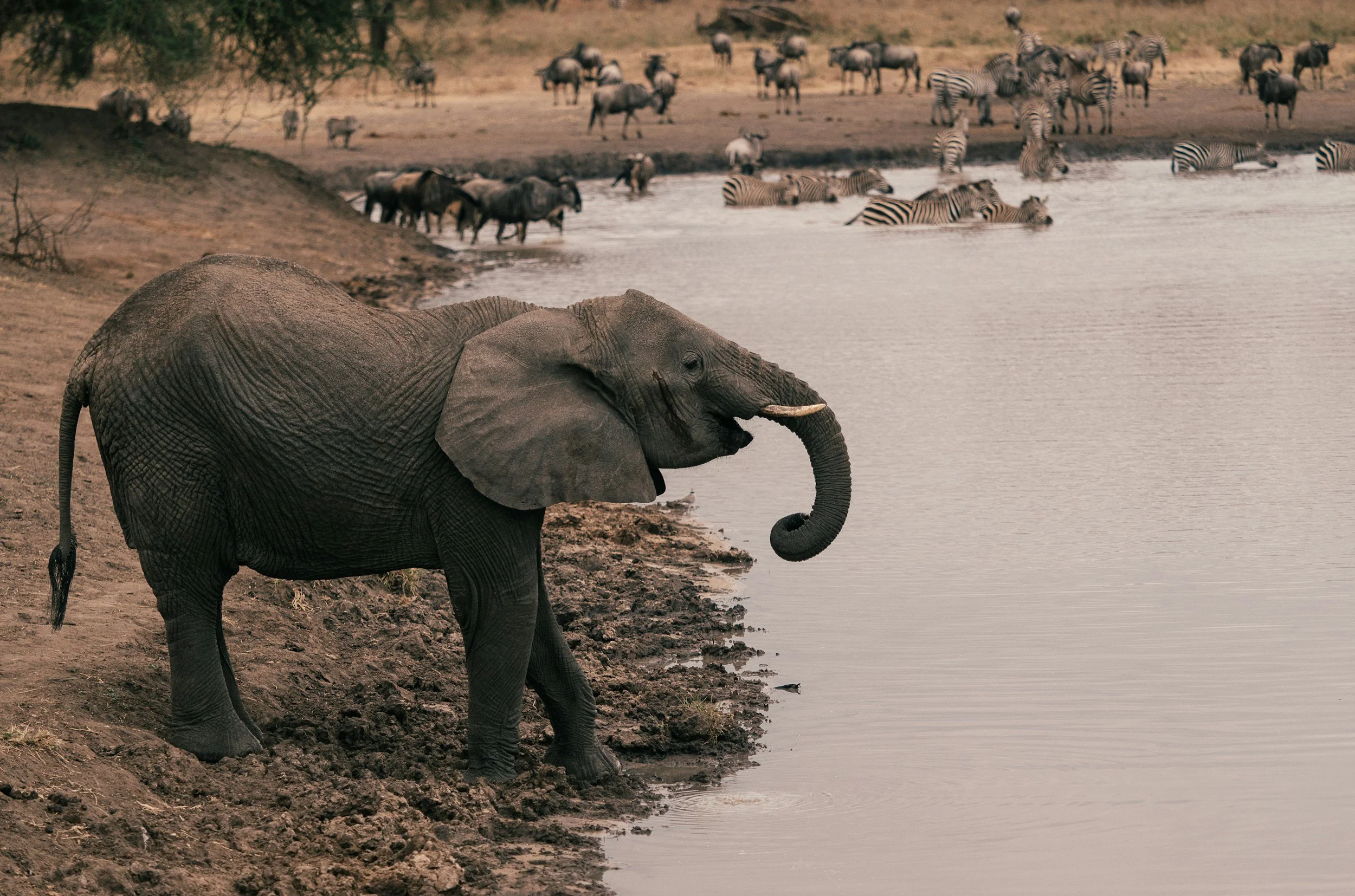 An elephant standing on the muddy bank of a river with its trunk raised, while in the background, a herd of zebras and wildebeests are near the water in a savannah landscape.