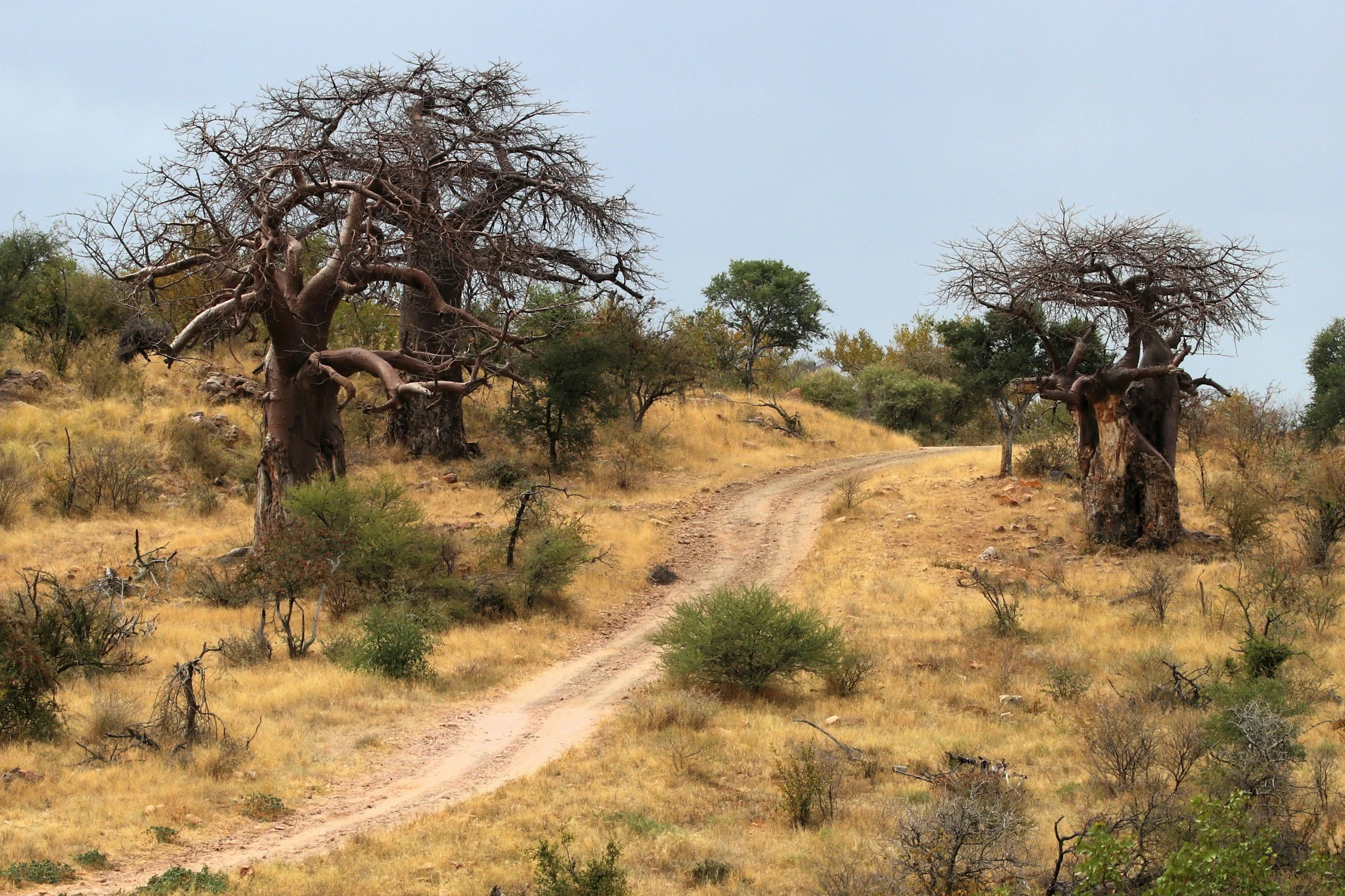 Dirt path winding through a dry, grassy landscape with sparse bushes and large, leafless trees under an overcast sky.